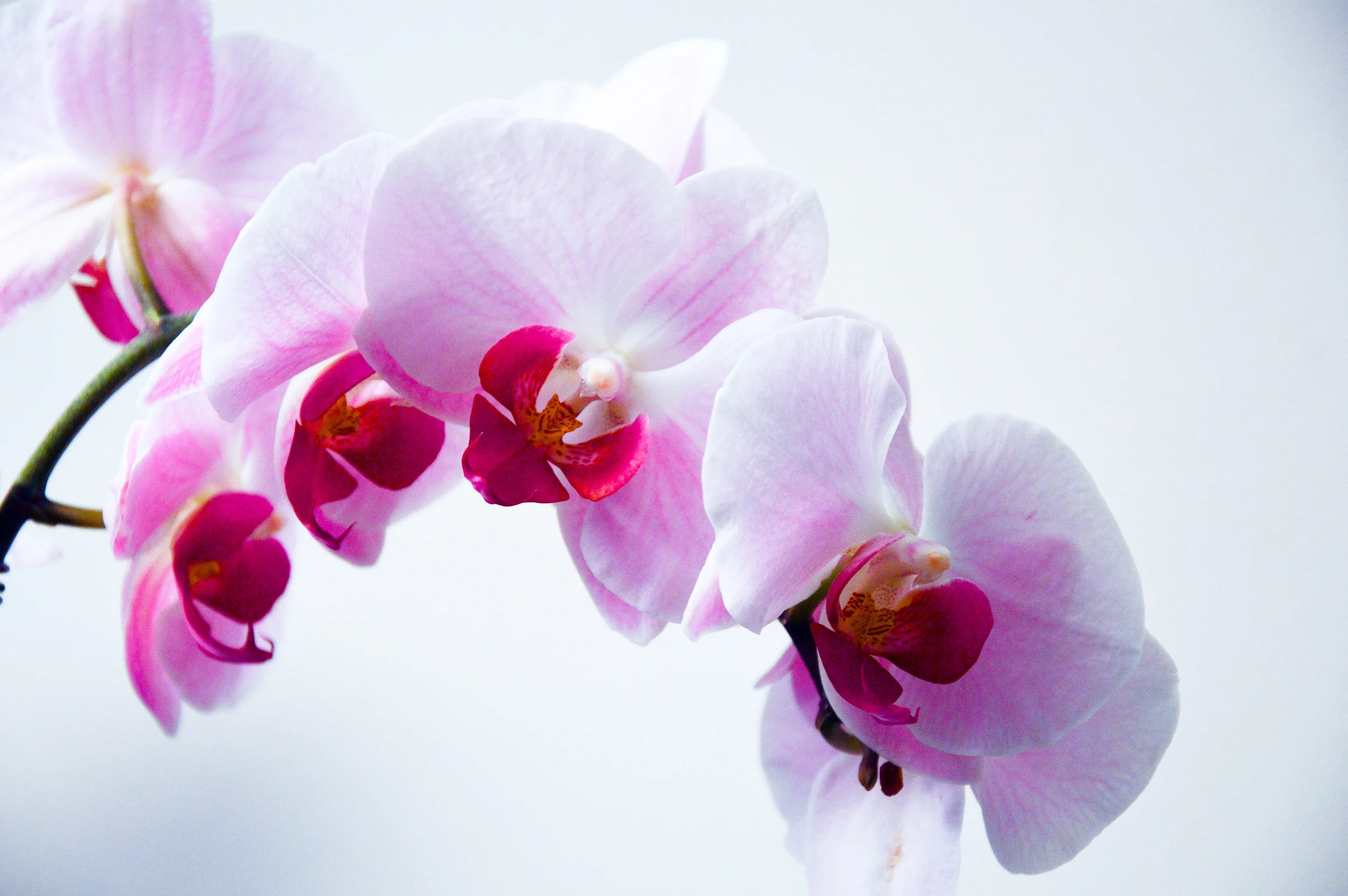 Spring: A Season of Colorful Equilibrium