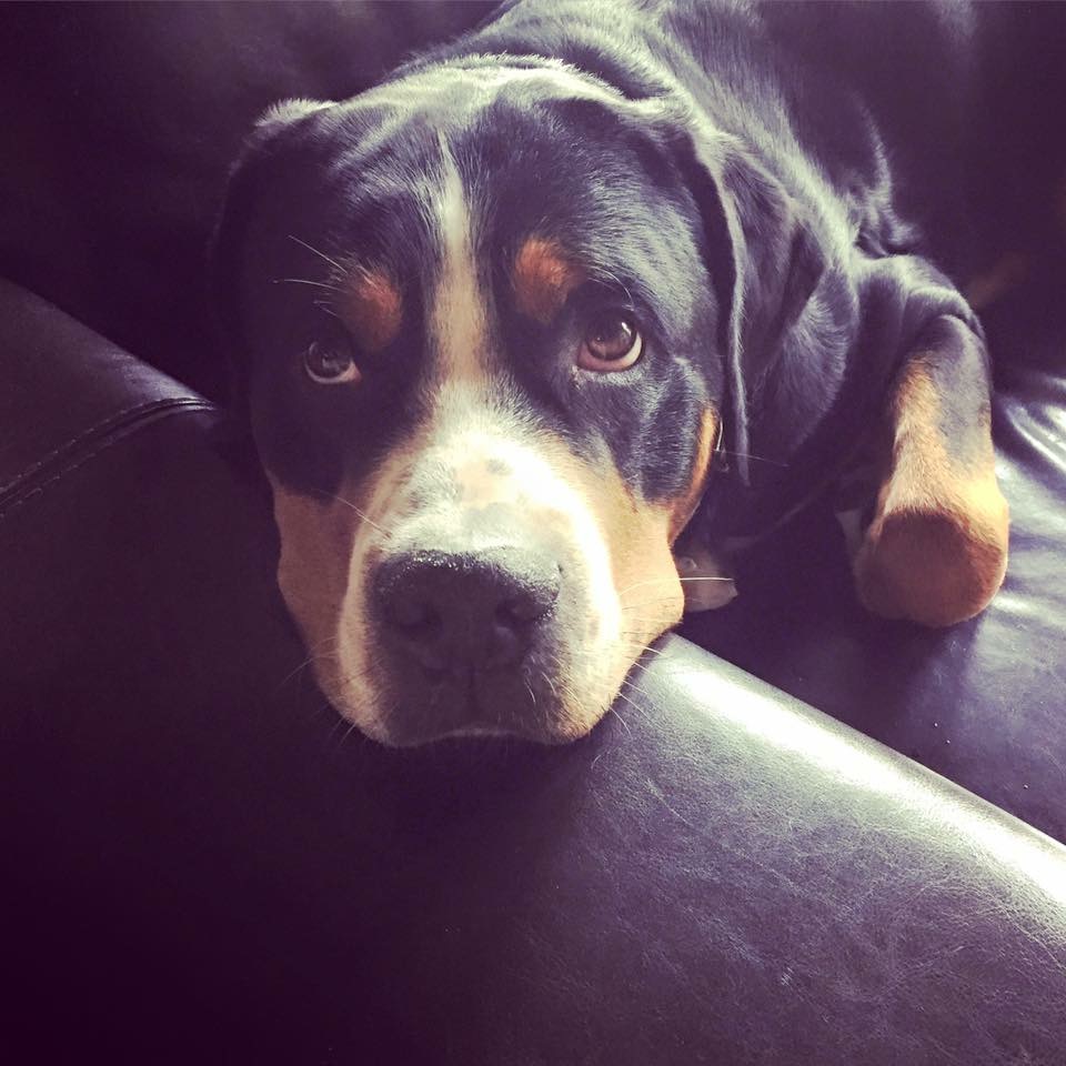 #henrycash #gsmd #greaterswissmountaindog #thinkshesalapdog #hugyourdog