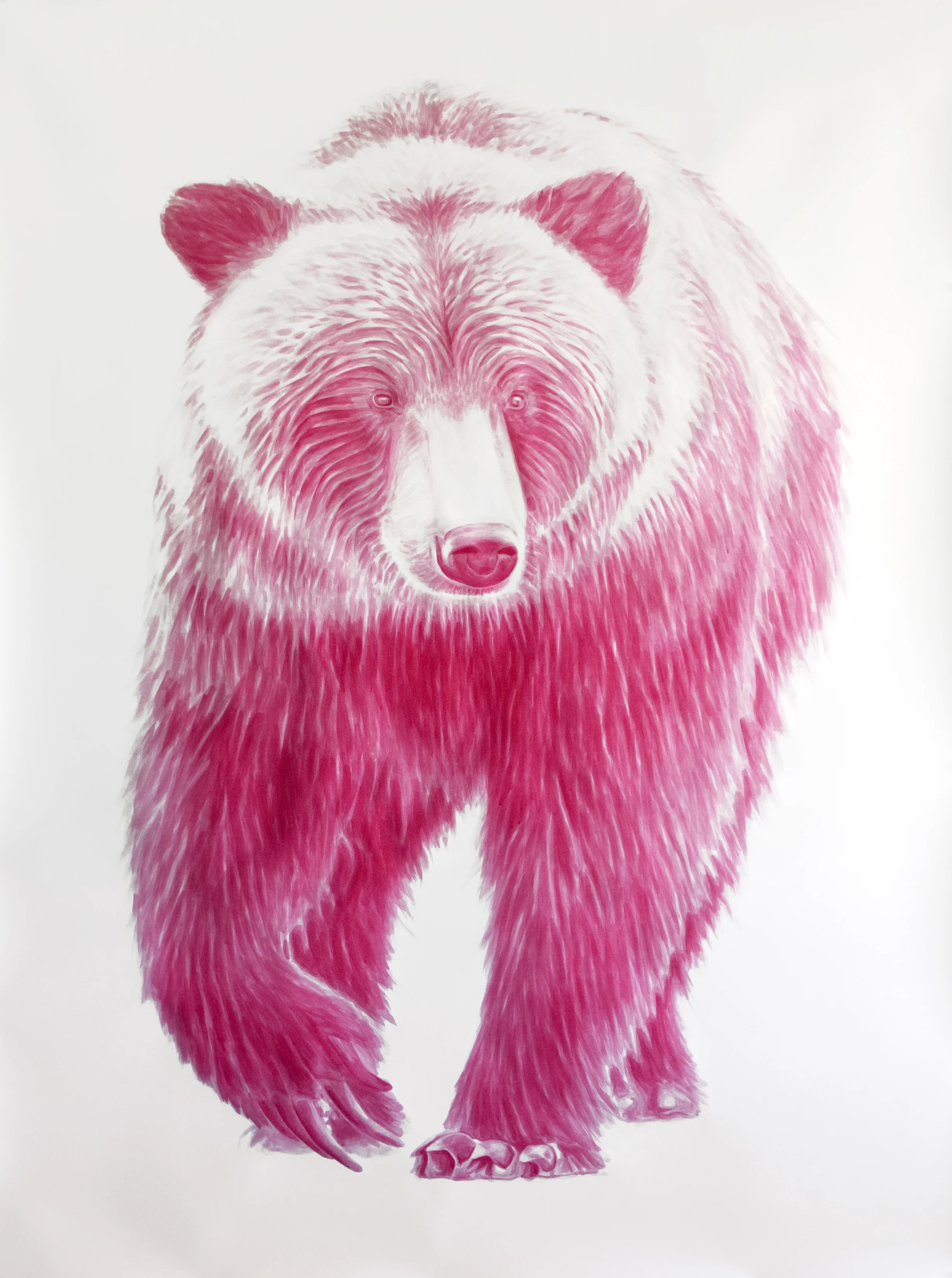 Magenta Bear #2 , ink on paper, 48x60