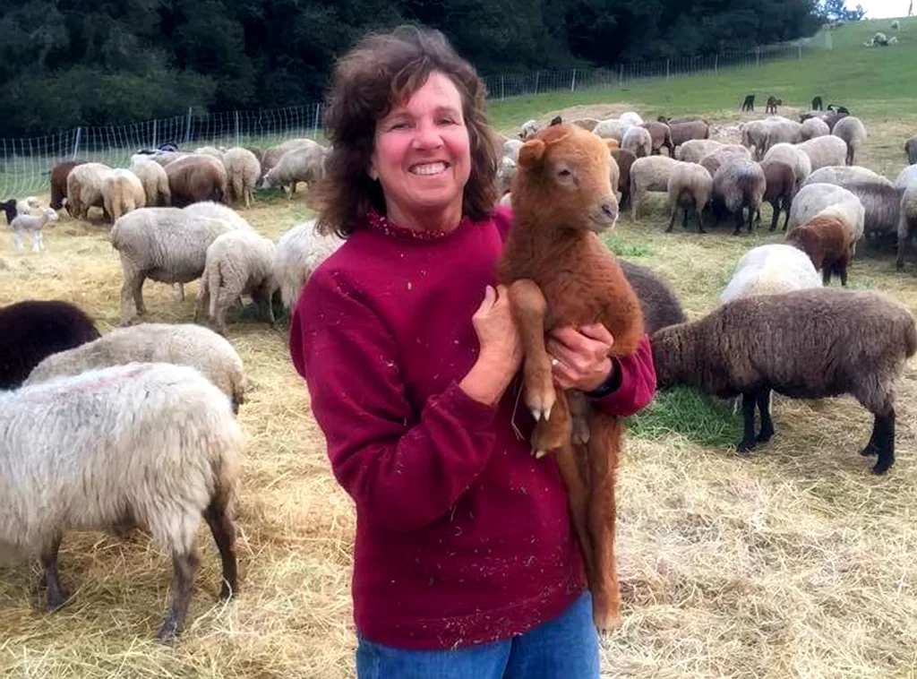 Bodega Pastures Wool is available at the Artisans' Co-op.
