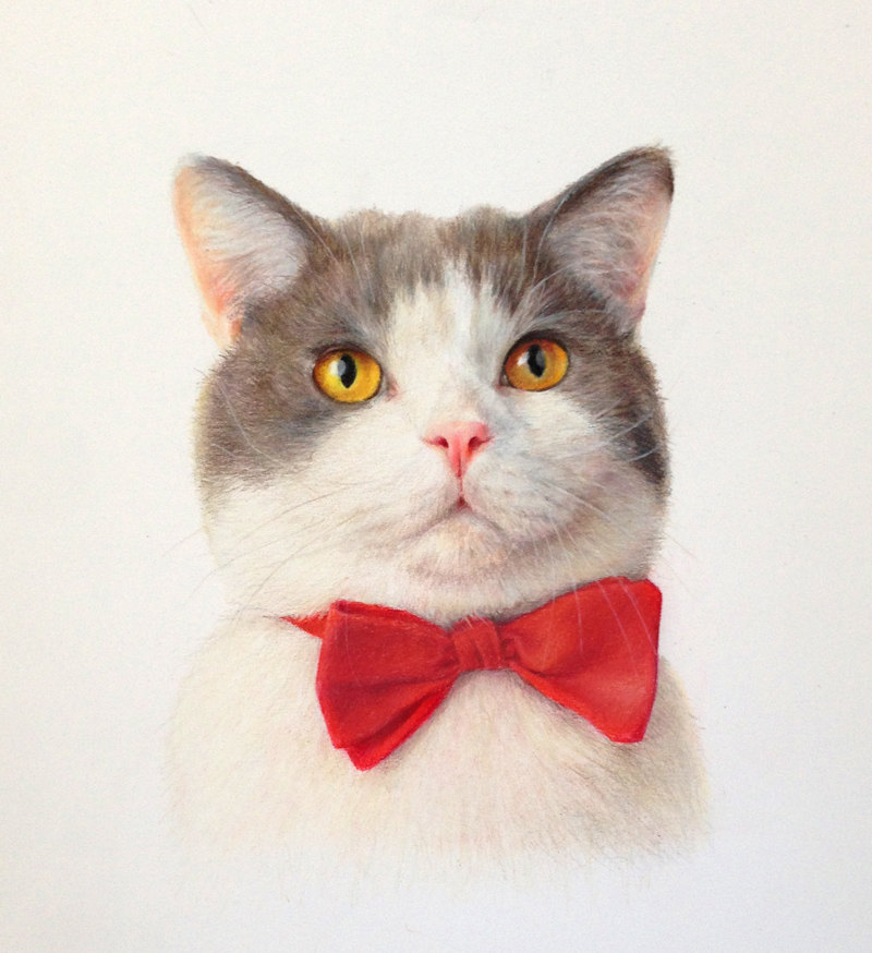 Cat with a bow tie 9x12 Colored Pencils 