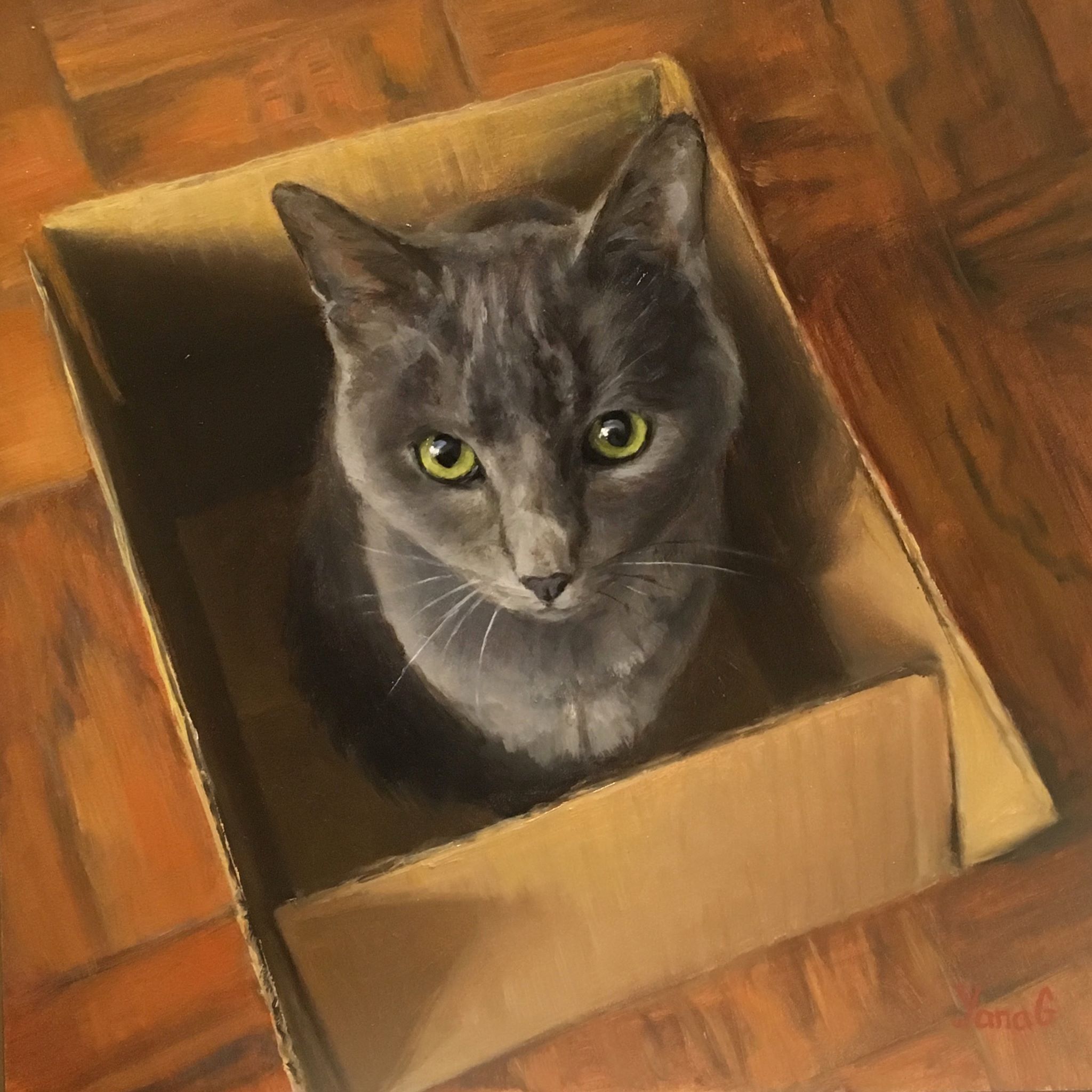Cat in The Box 8x8 Oil on board