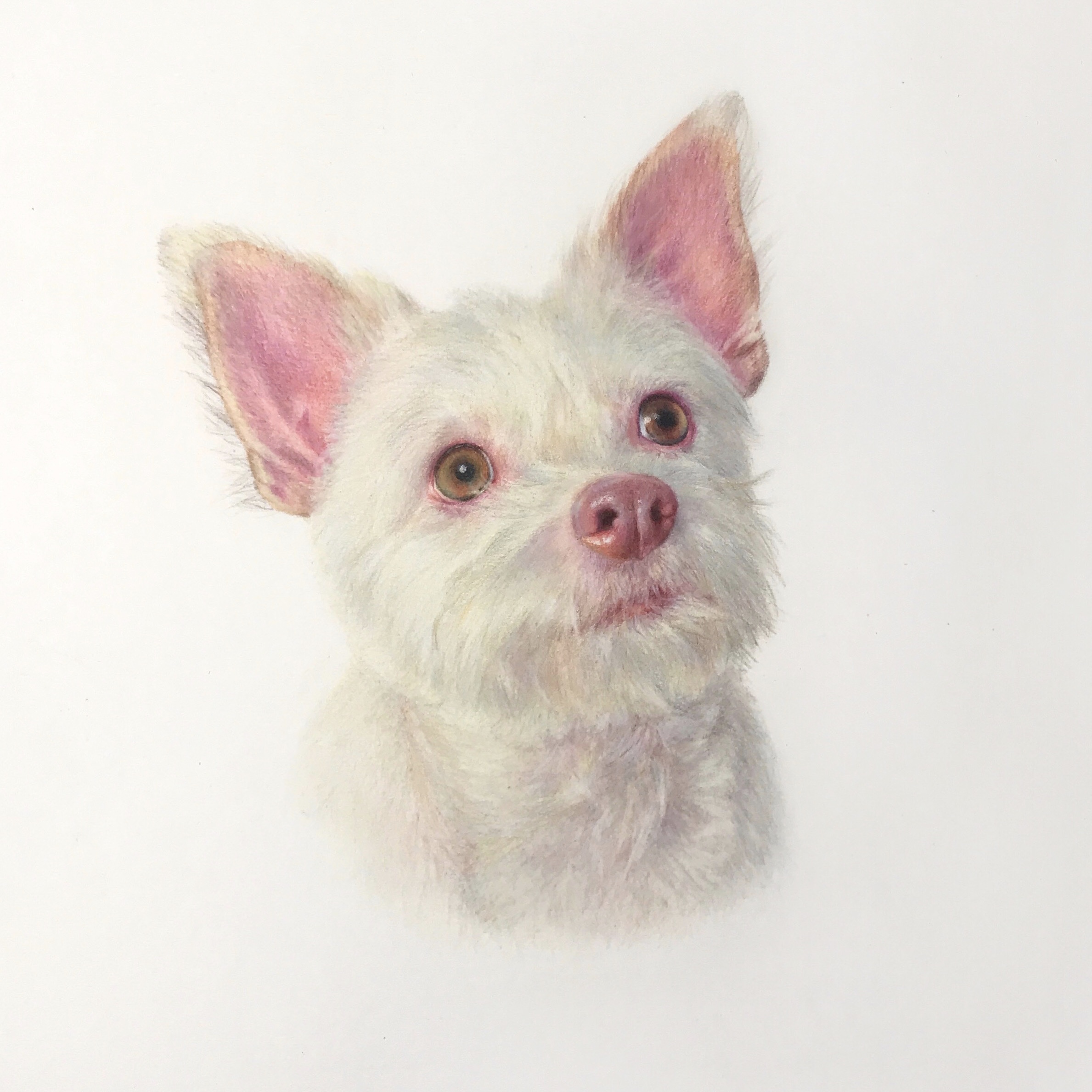 William 9x11 Colored Pencils
