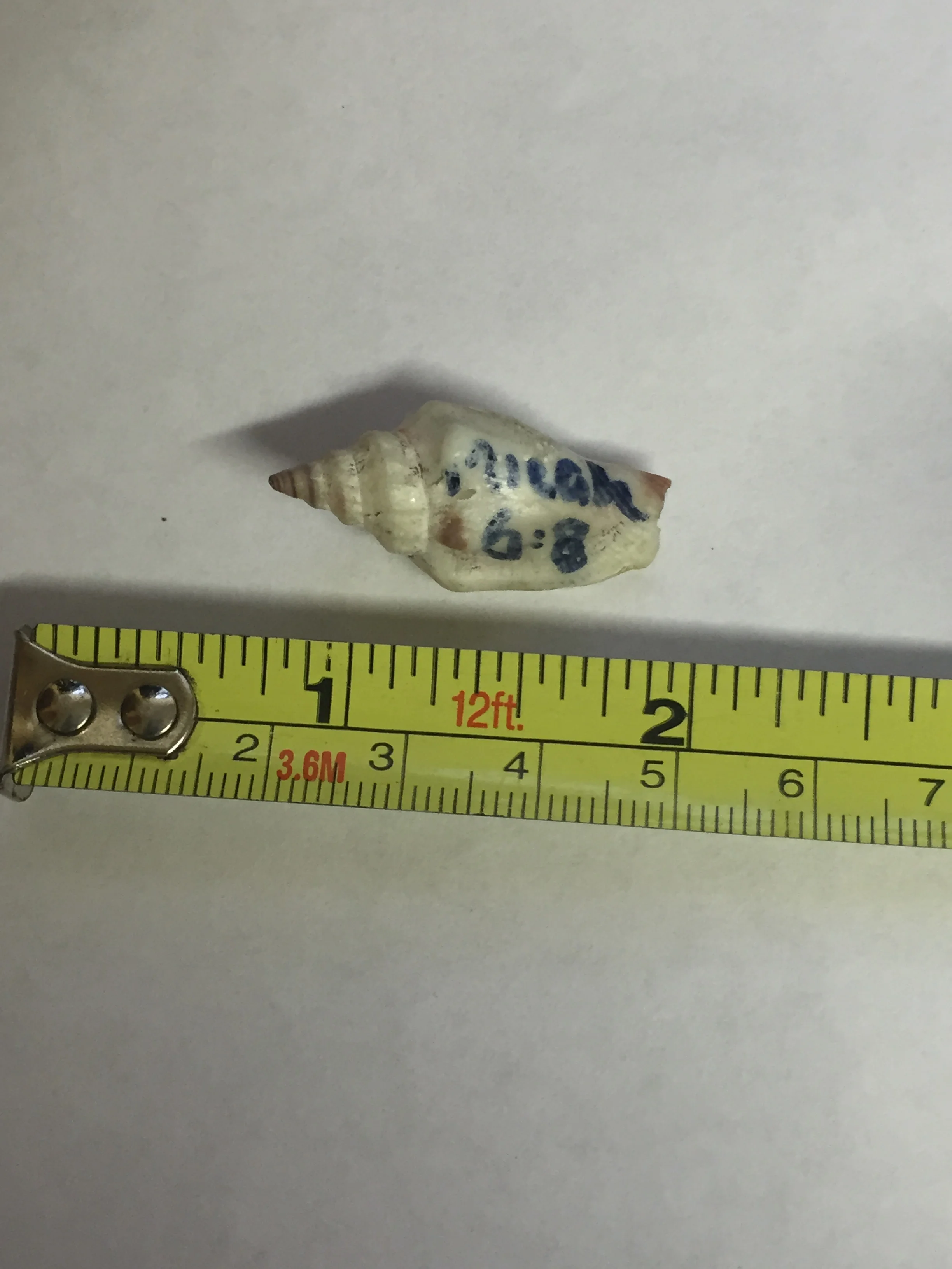 A tiny shell pulled from the Atlantic Ocean just as you see it here! Amazing!