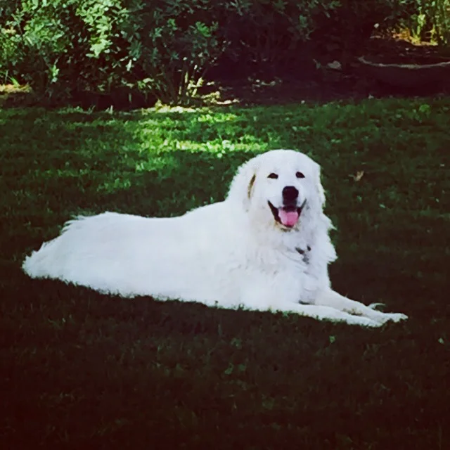 My puppy love, Cassidy