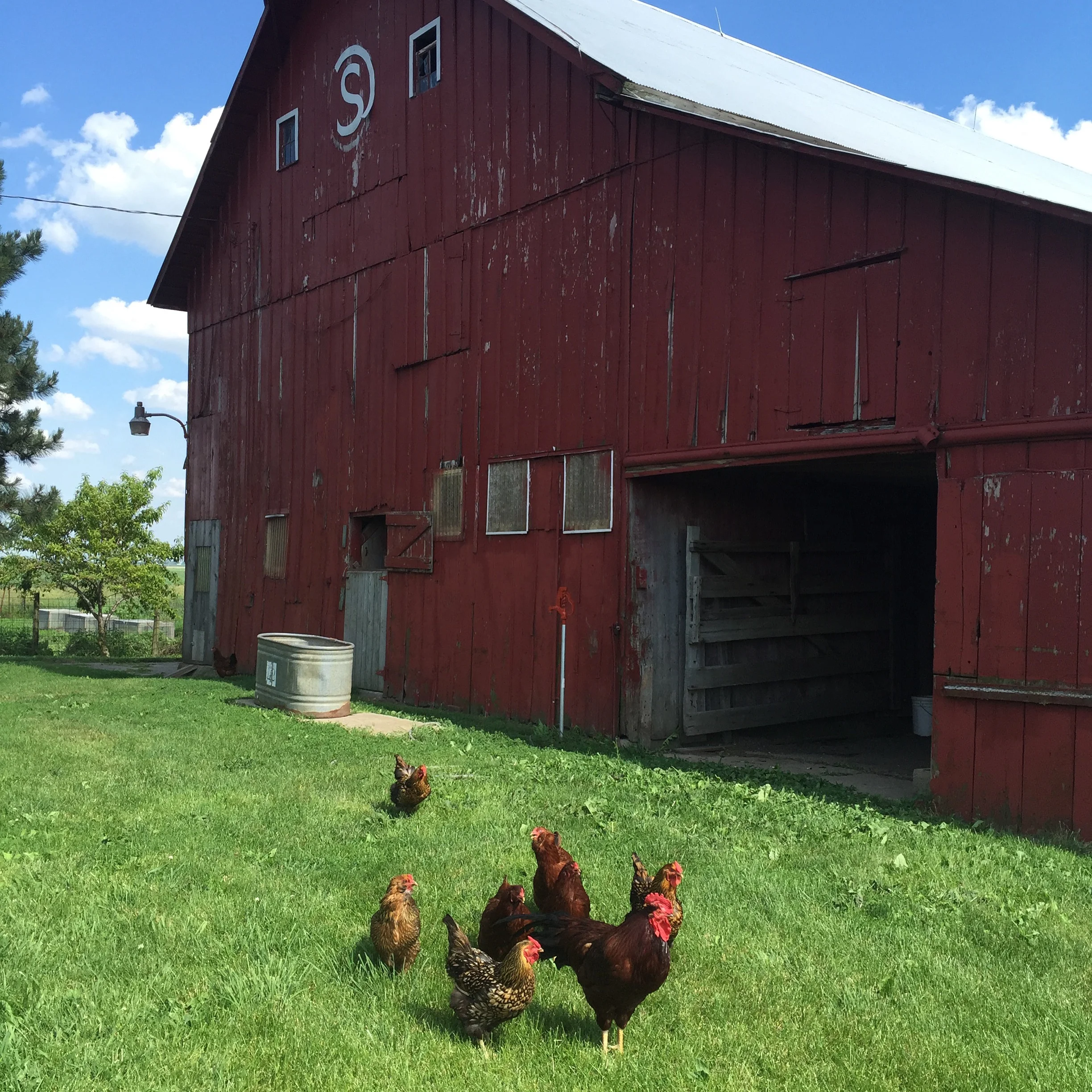 Hens out for a walk with their rooster