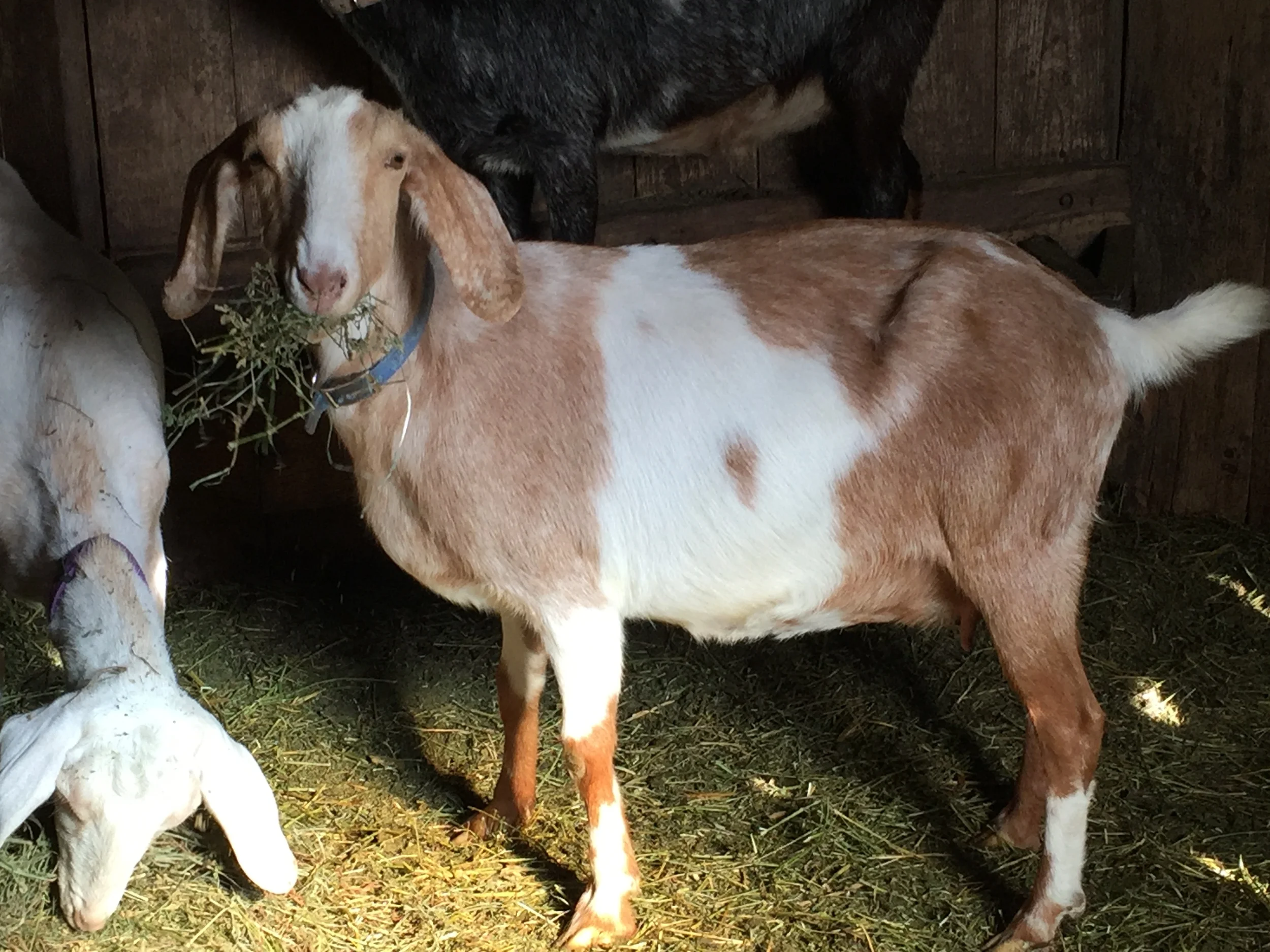 Summer in the front, Blondie to the left, and Suzy in the back. We also have Peaches. Summer is at a new home now and Peaches is retired.