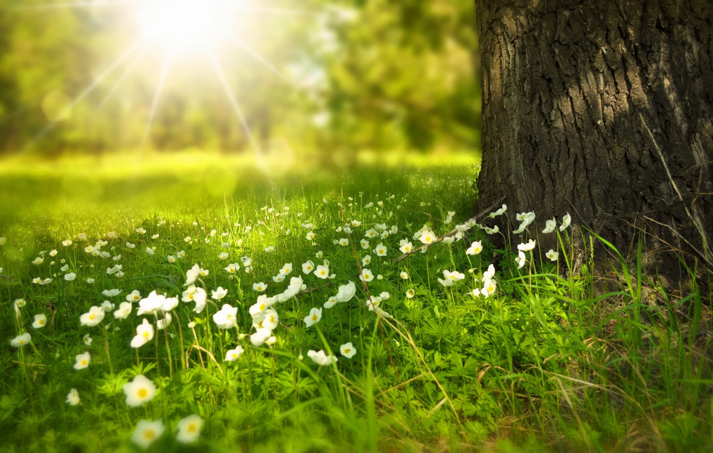 spring-tree-flowers-meadow-60006 (2).jpeg