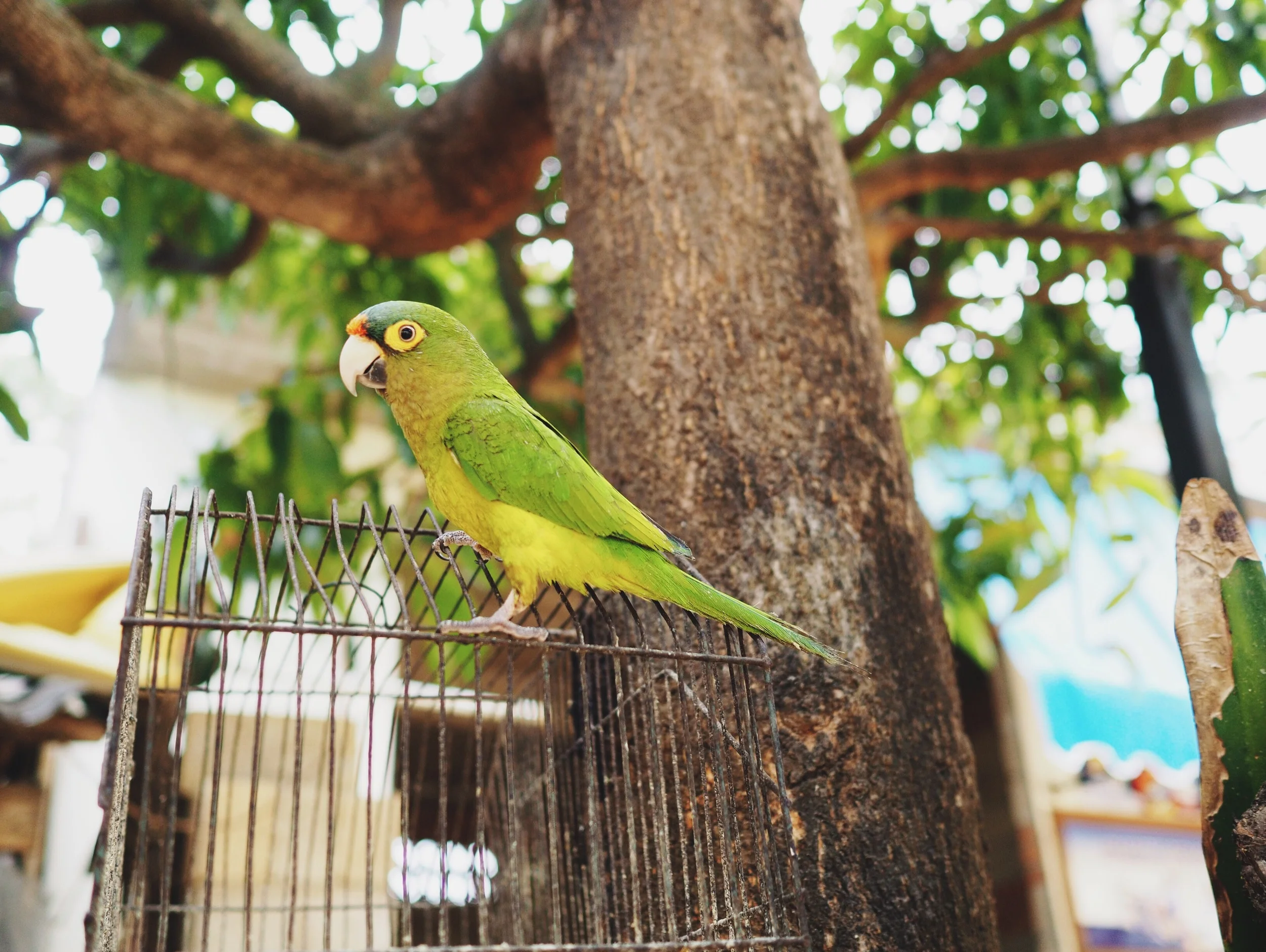 Spanish speaking parakeet. Como está?