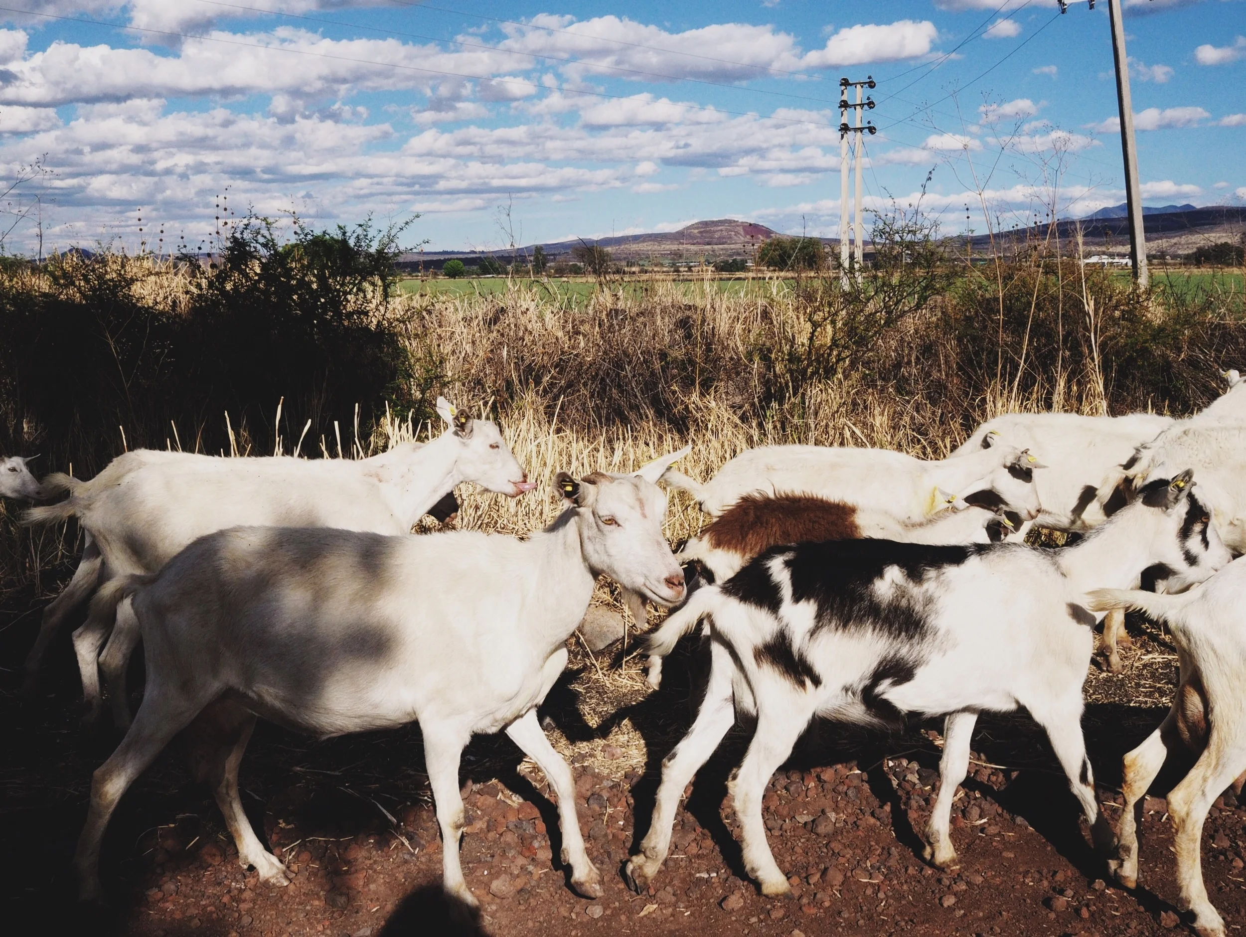Sometimes you've goat to share the road ;)