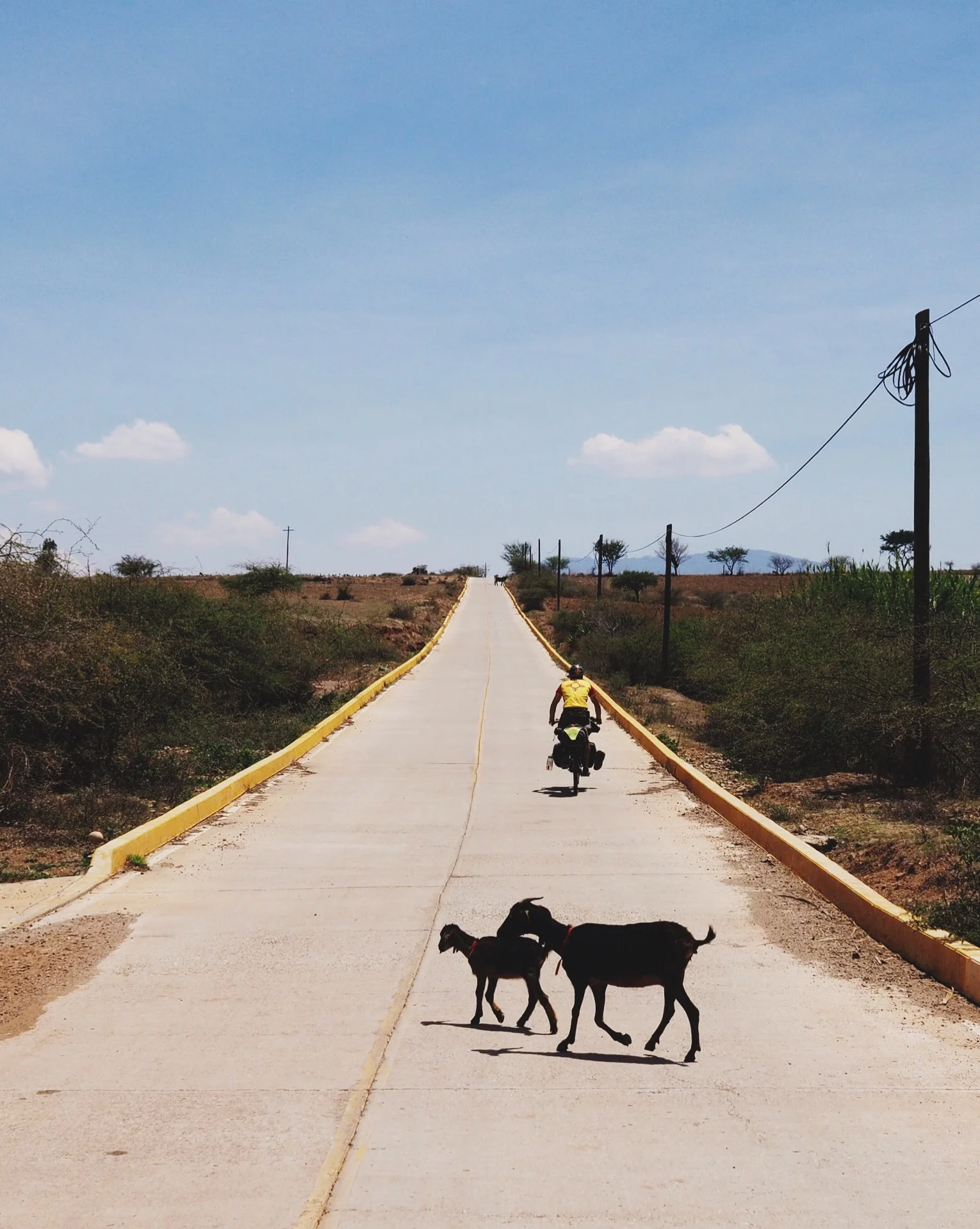 La "Pe" goat crossing