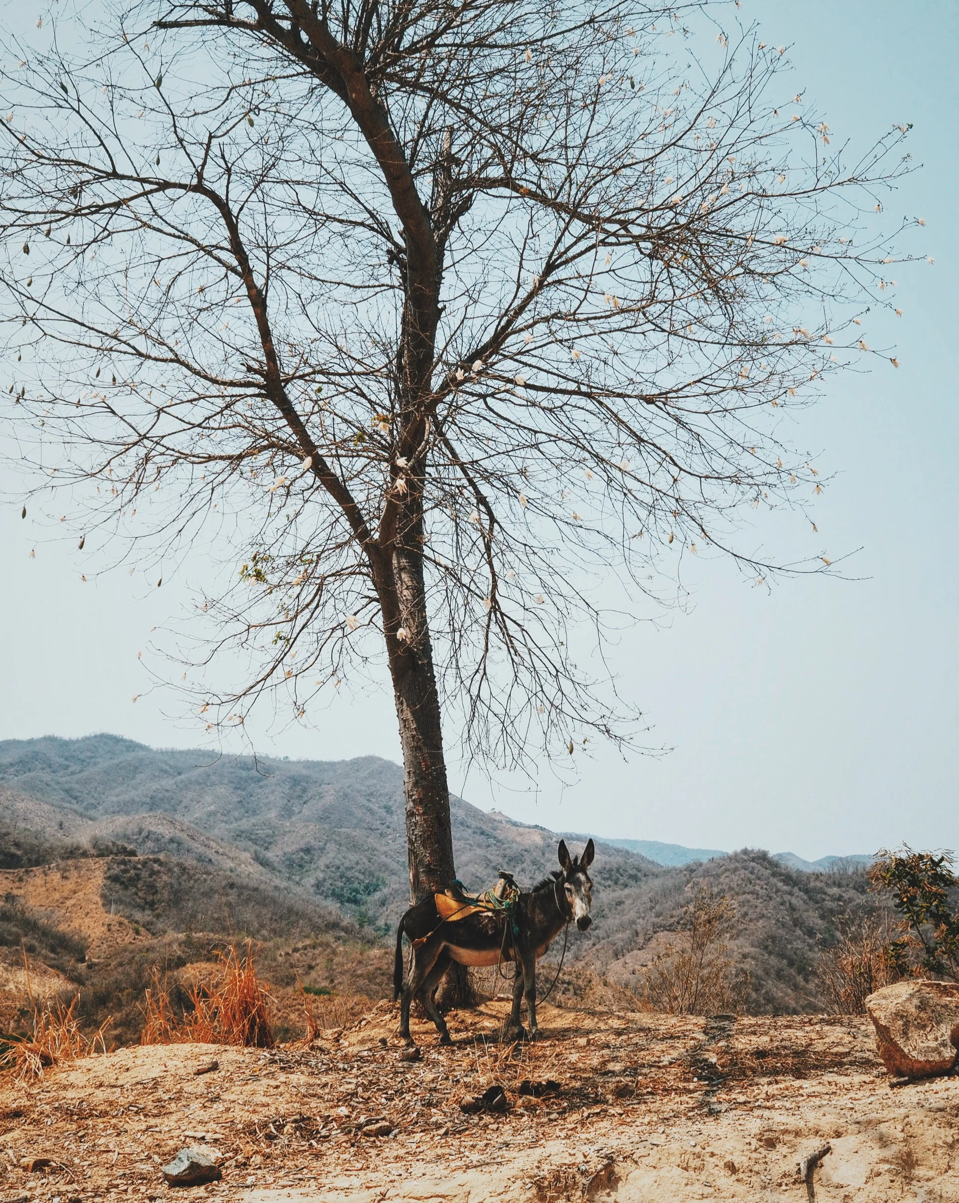 Scenes from rural Oaxaca