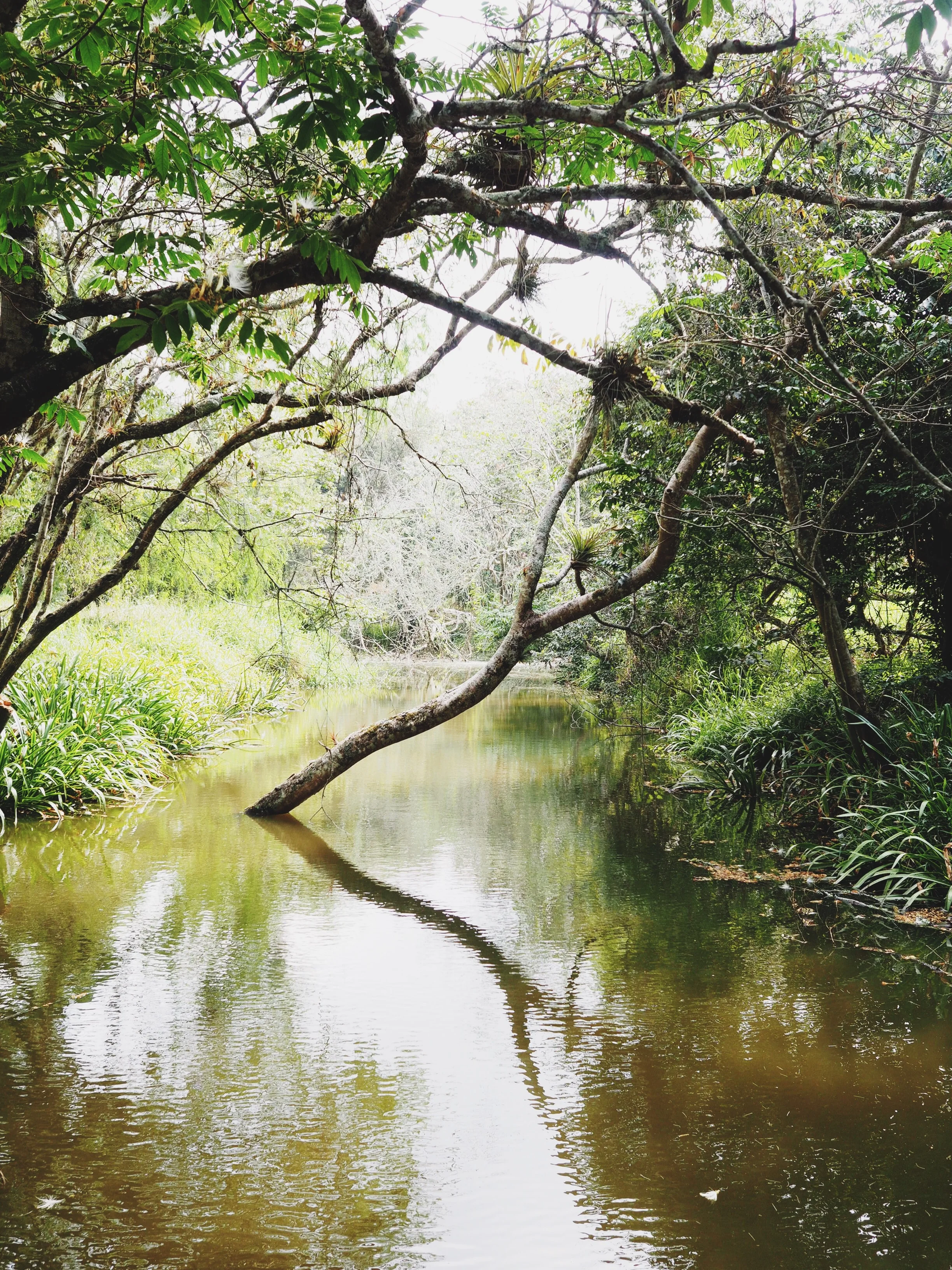Lush jungle surrounding the ruins