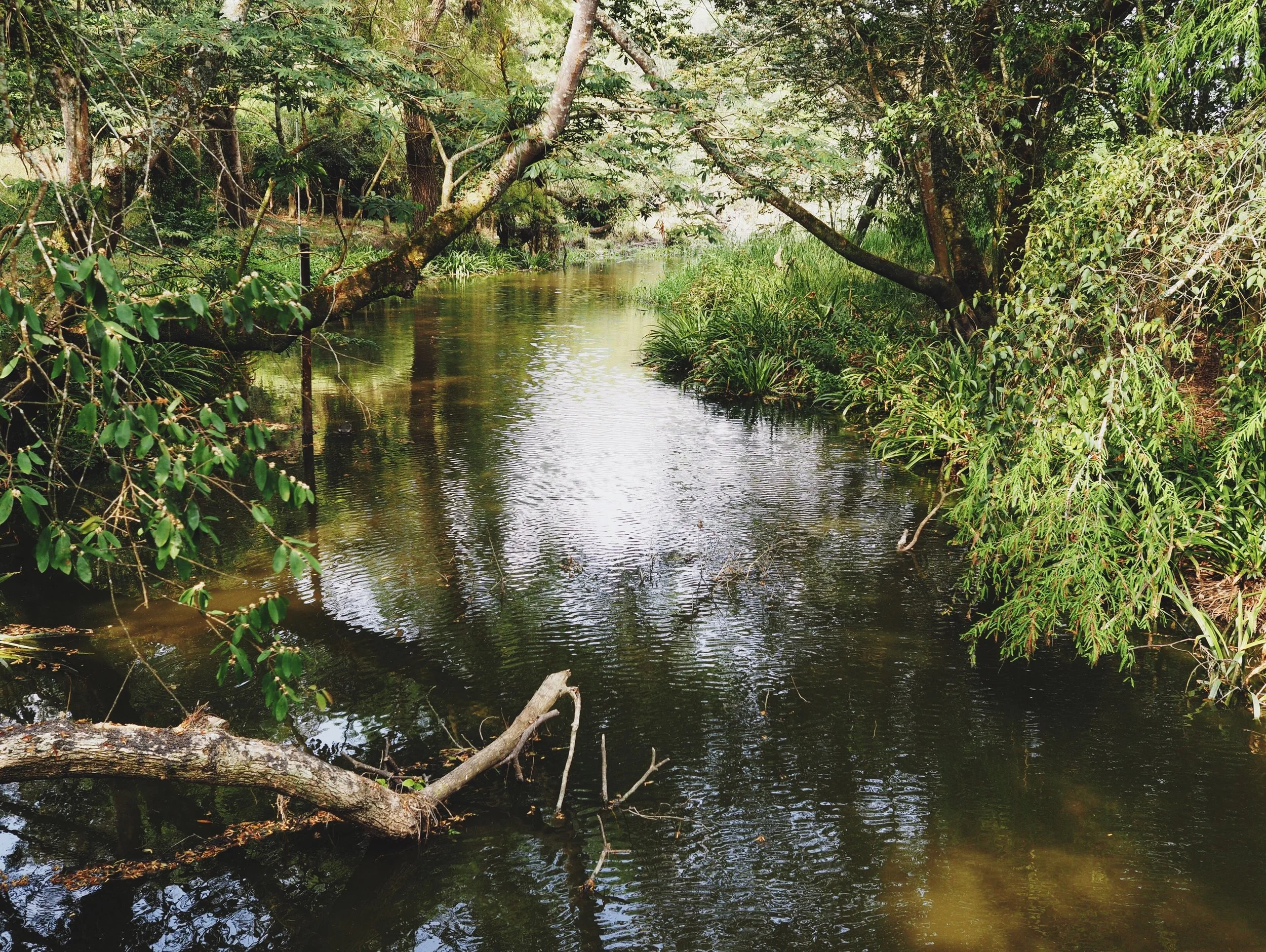 River running through the park