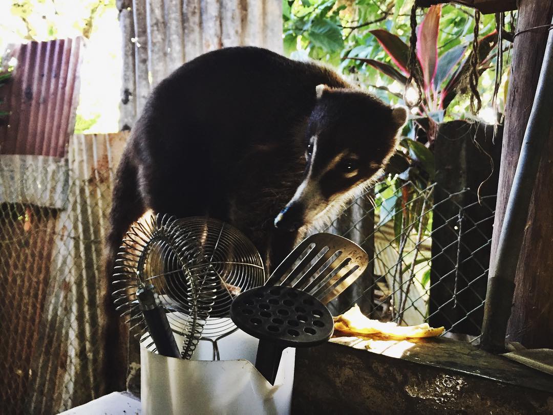 We had a visitor in the hostel kitchen in Davíd - a coatimundi named Lucy who stole a banana from the hostel's breakfast spread