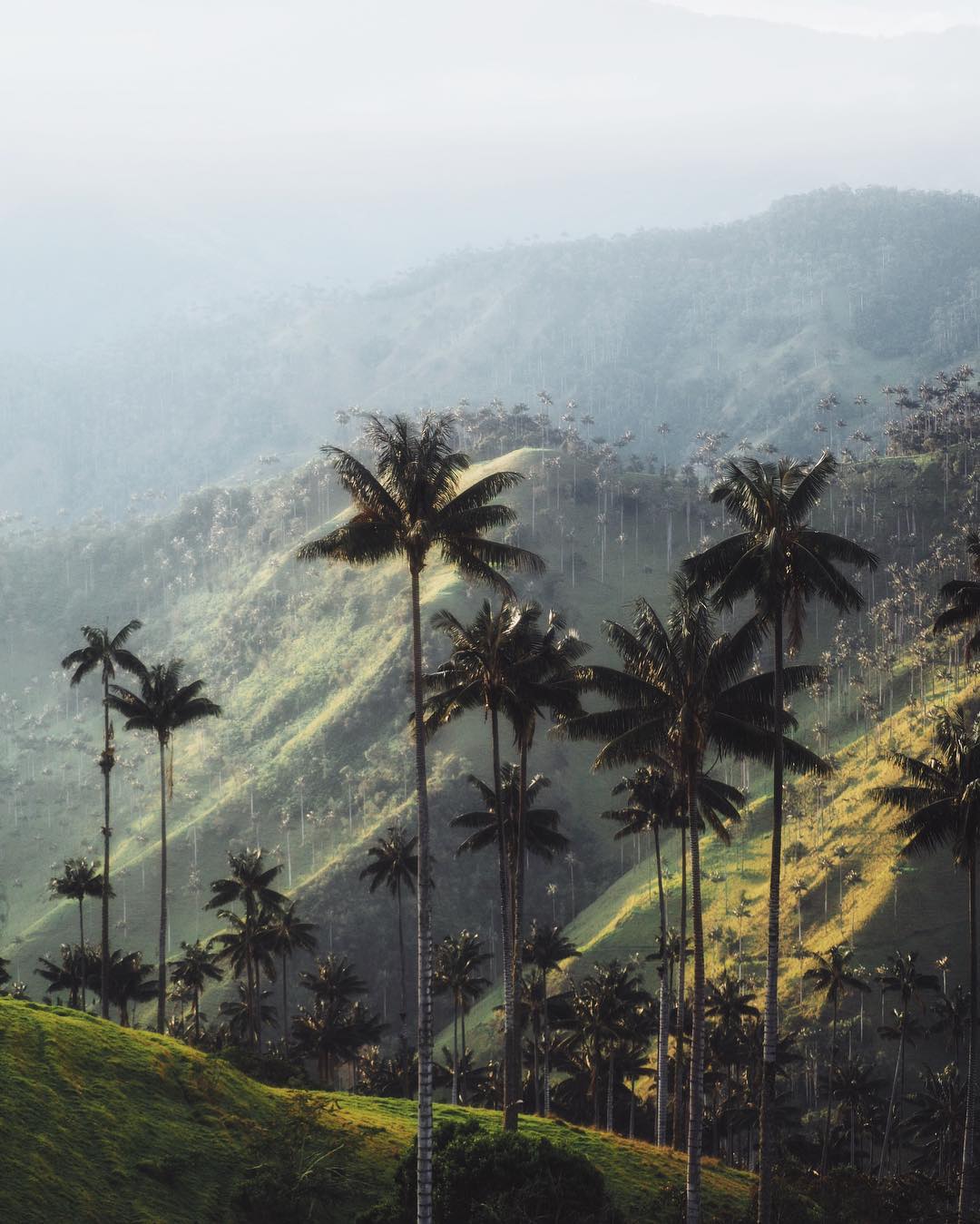 The impressive wax palms of the Cocora valley