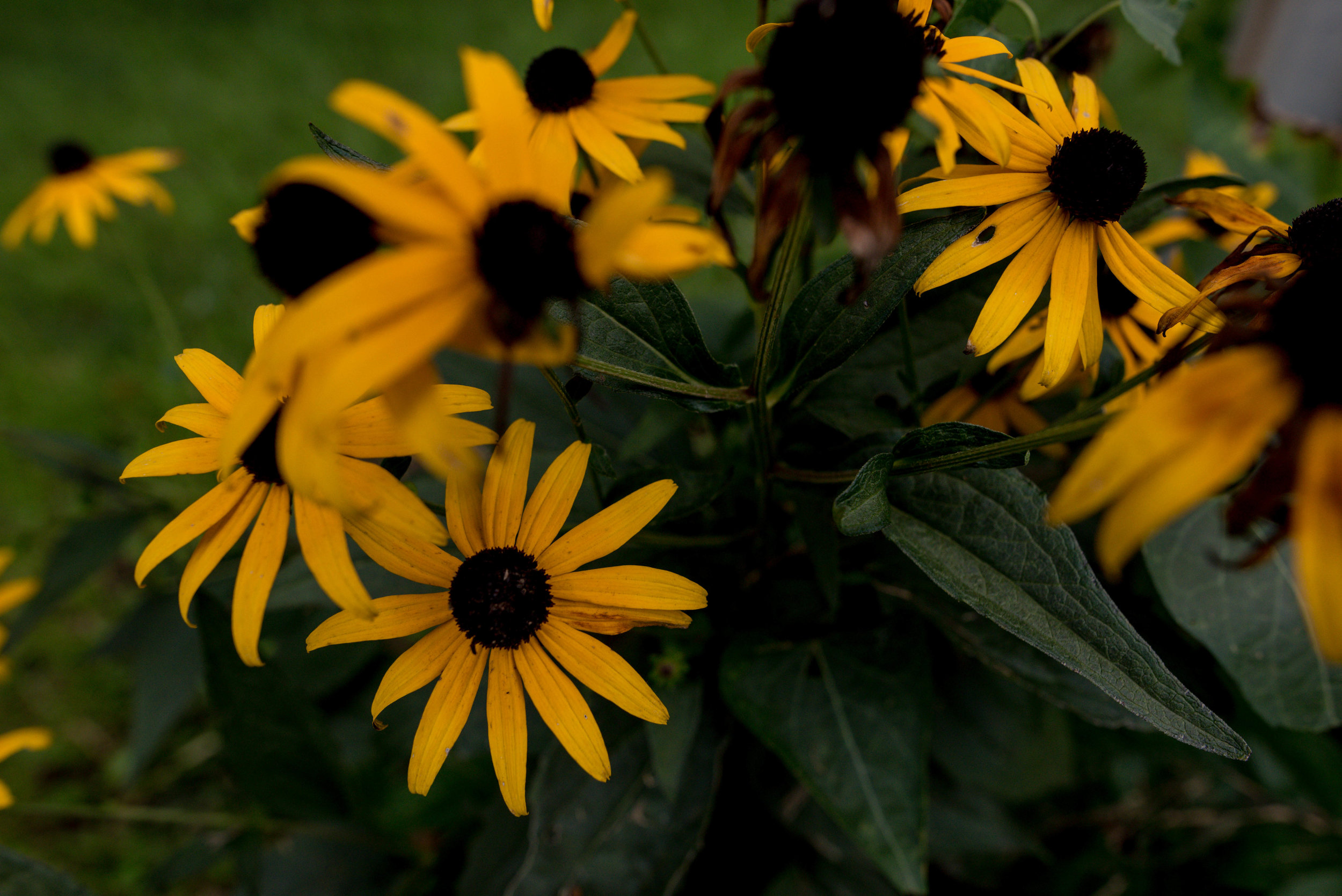 DSC_0169.jpg