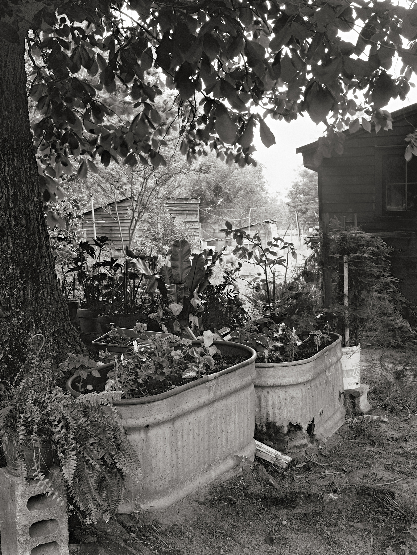   Jame Cox's Garden, Ogelthorpe   County, Georgia  