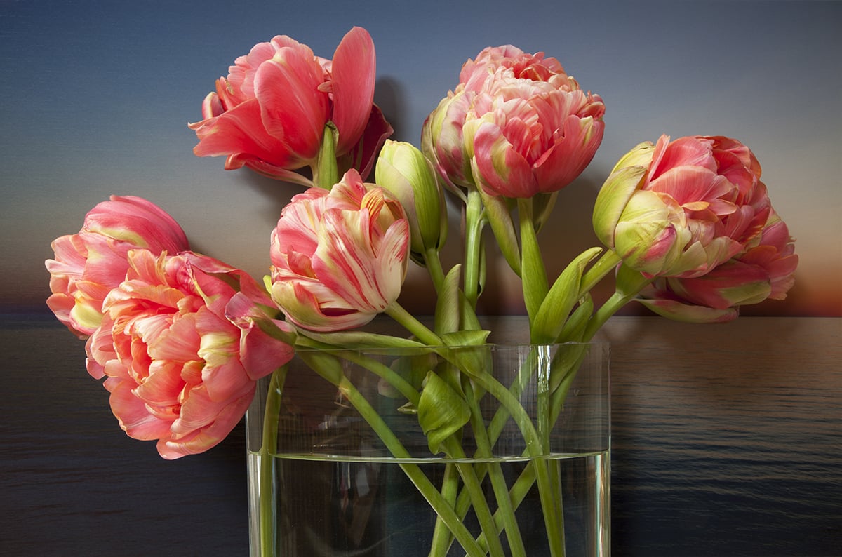  Double Bloom Tulips, Northumberland Strait 