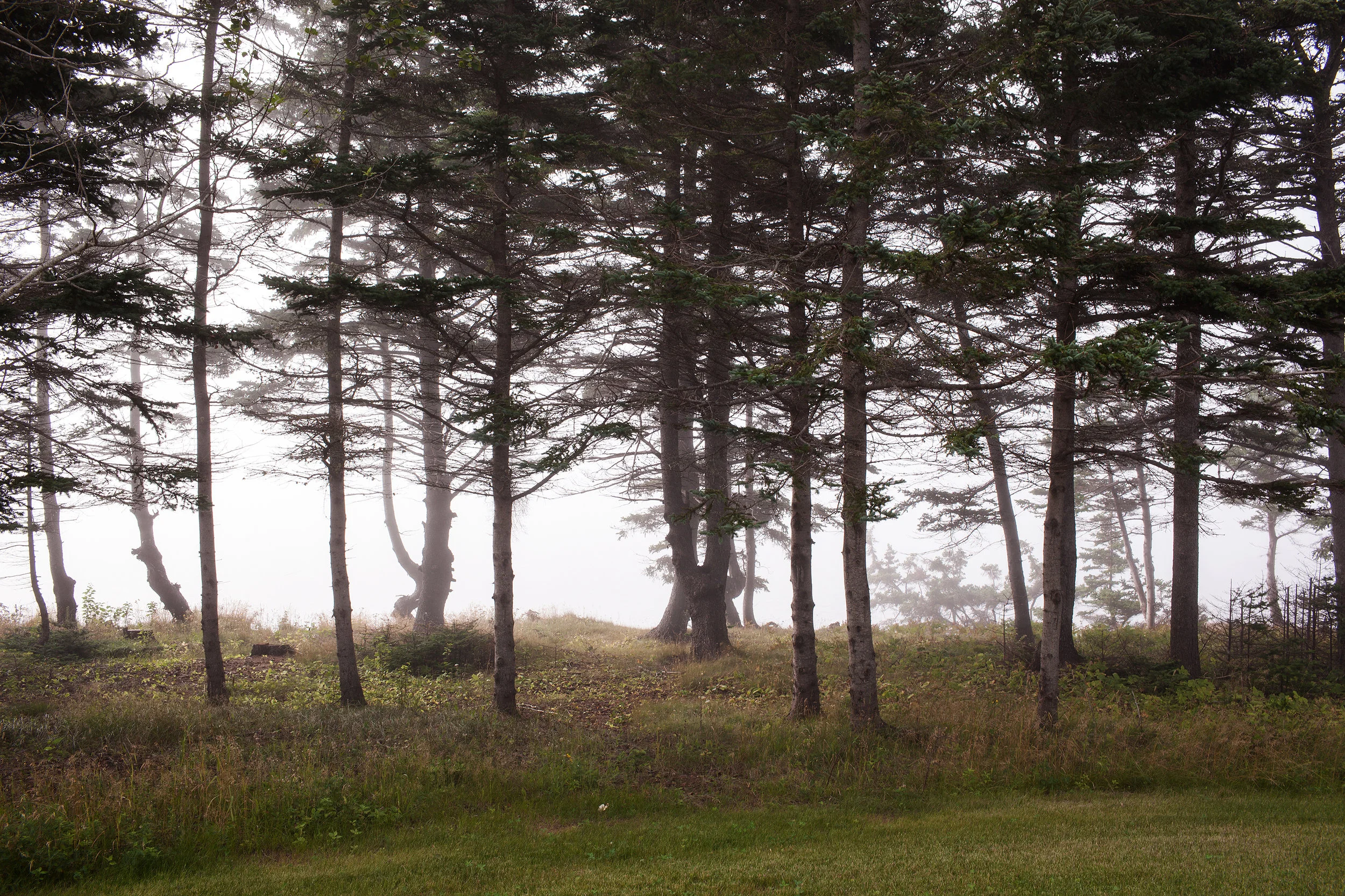 What Fog Reveals