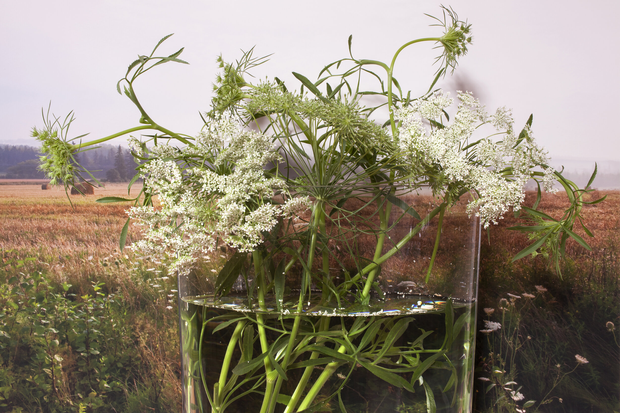  Queen Anne’s Lace, Bedeque 