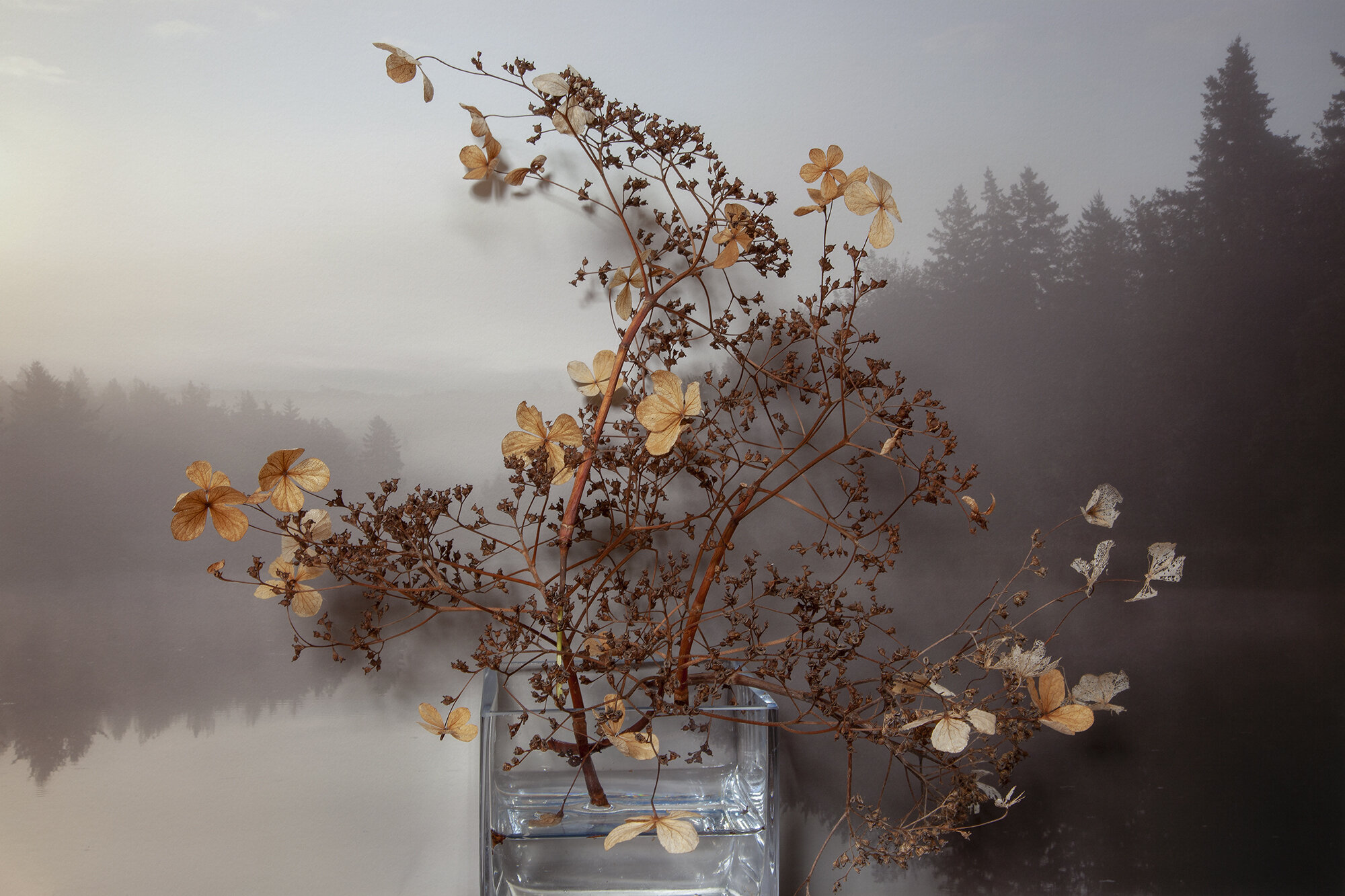  Hydrangea, Carragher's Pond 