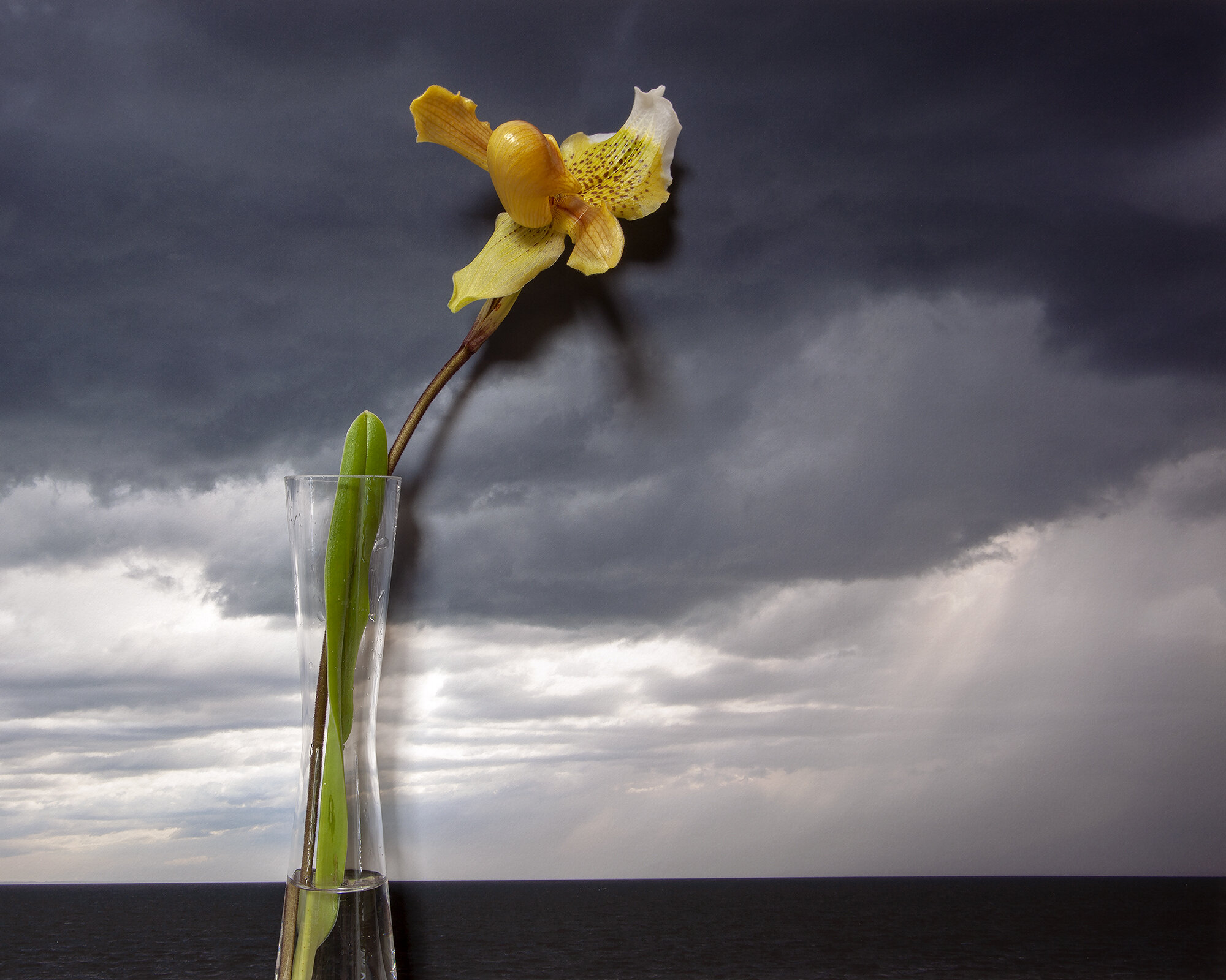  Lady’s Slipper, Northumberland Strait 