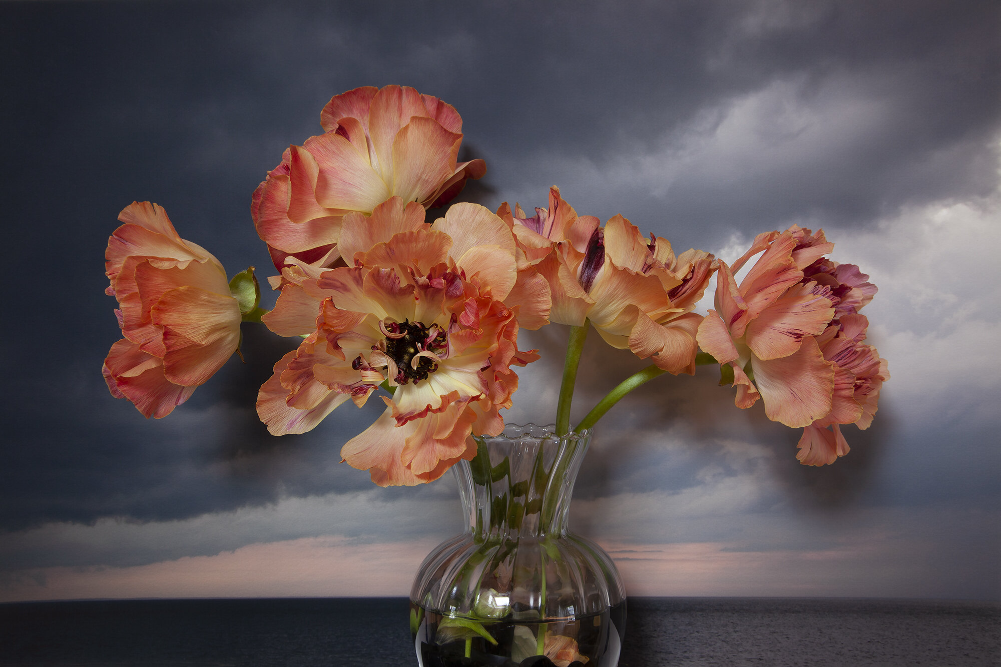  Ranunculus, Northumberland Strait II 