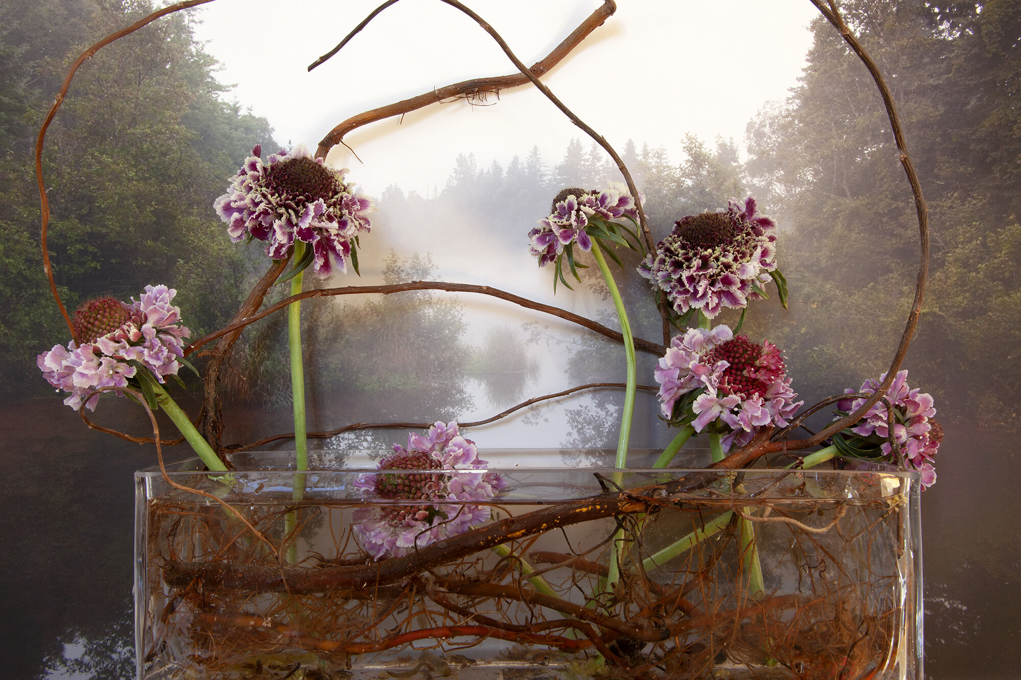  Scabiosa, Wright’s Pond  