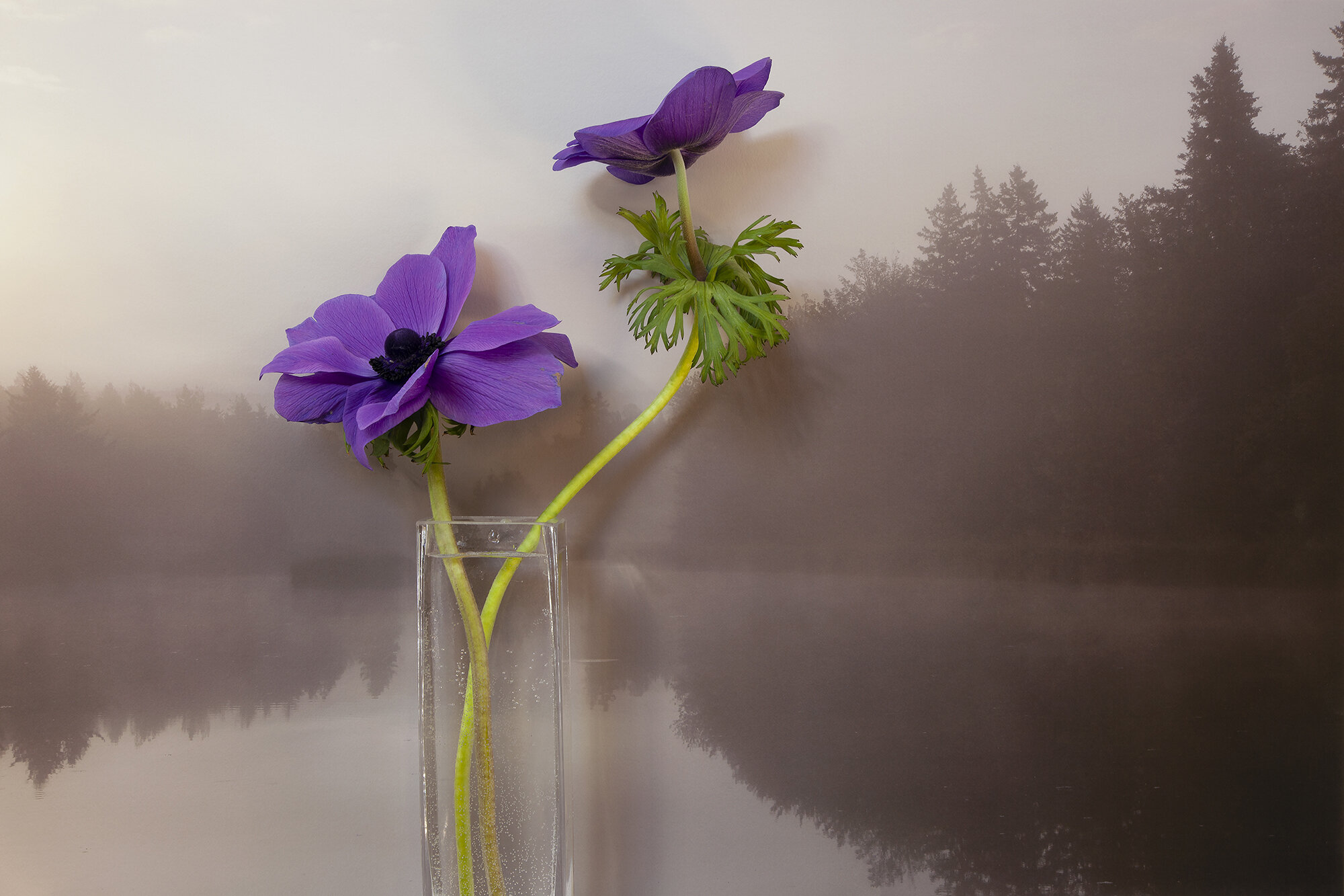  Anemone, Carragher’s Pond 