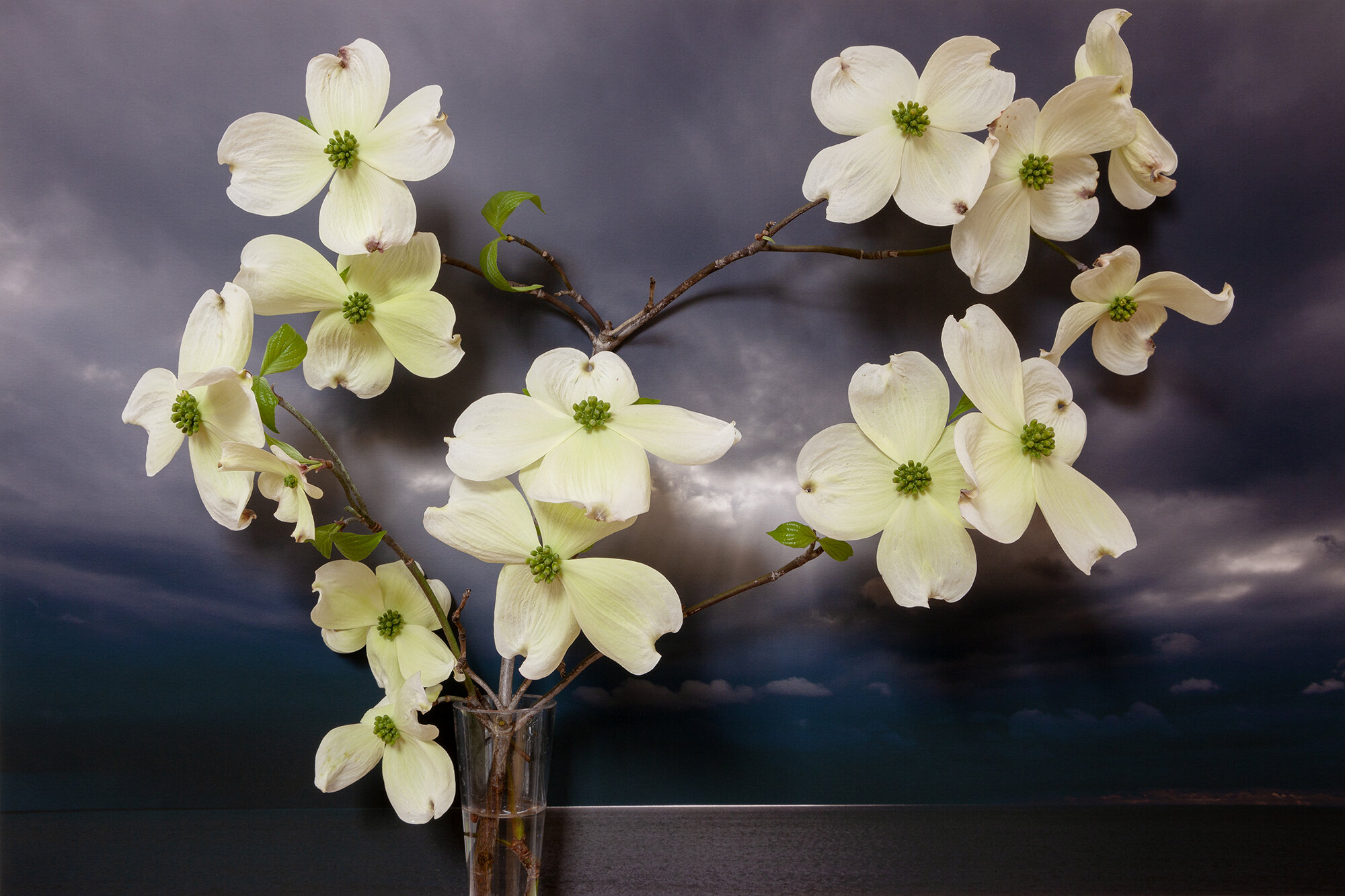  Dogwood, Northumberland Strait 