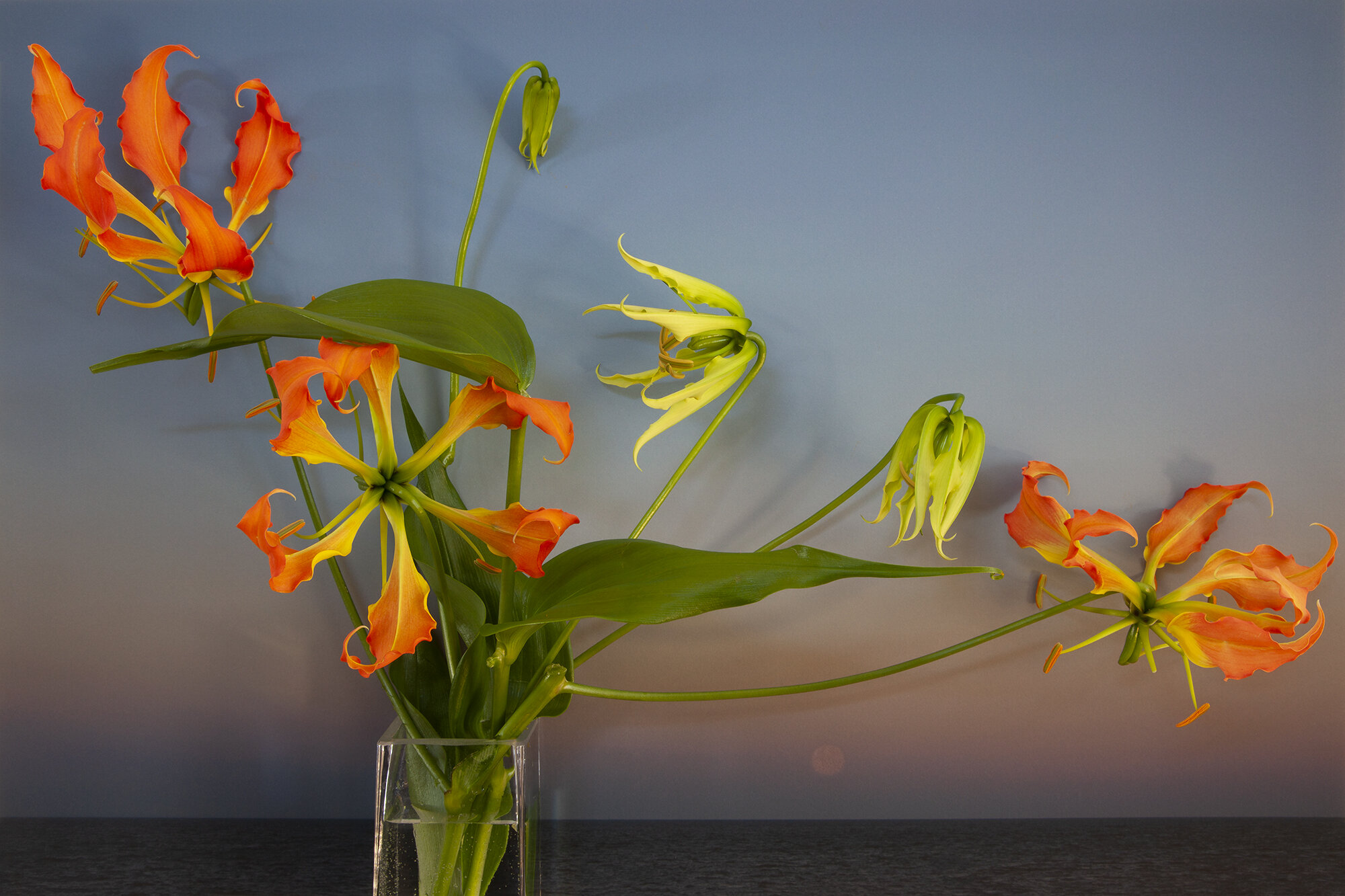  Gloriosa Lily, Moon Setting over Northumberland Strait 