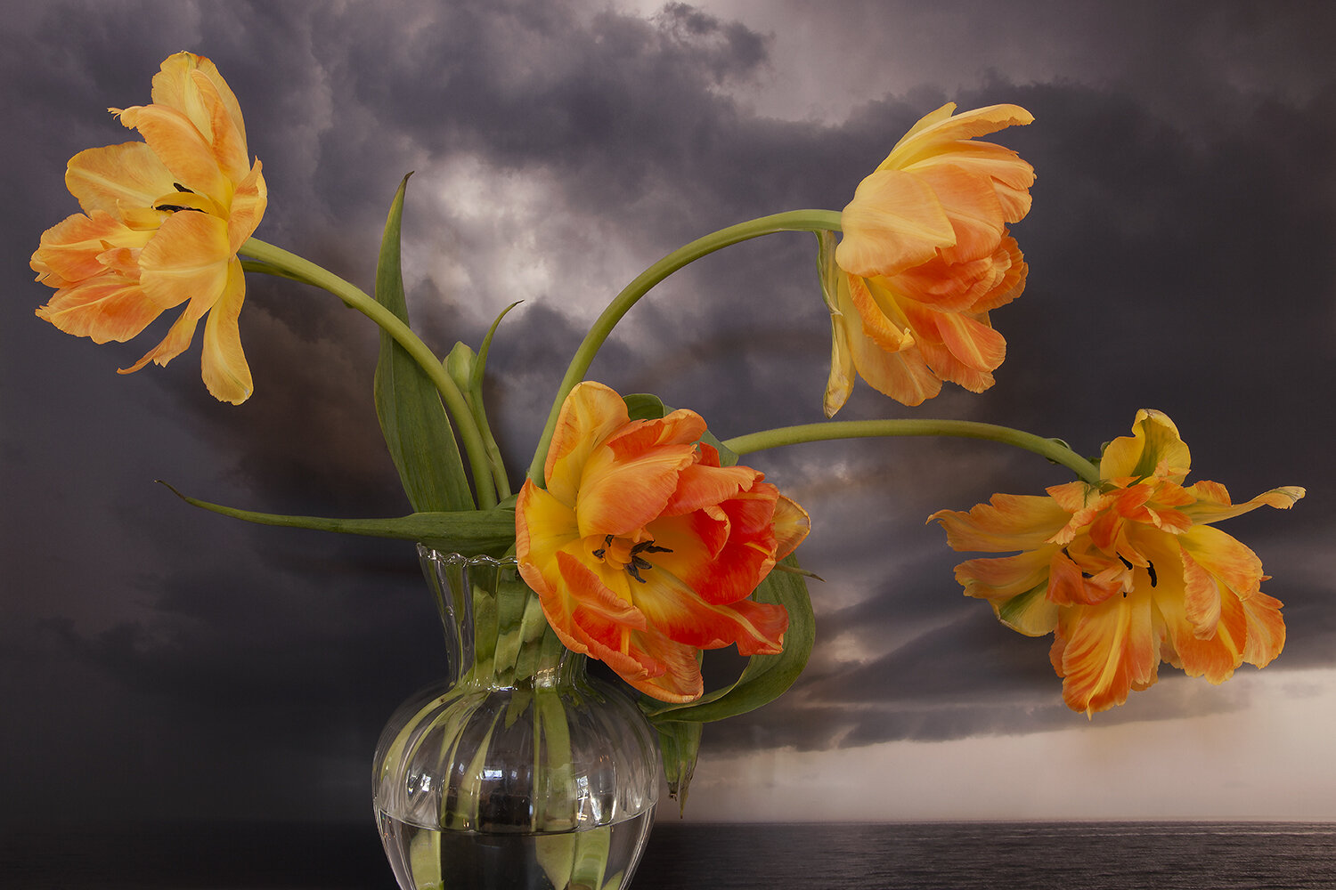  Garden Tulips, Northumberland Strait 