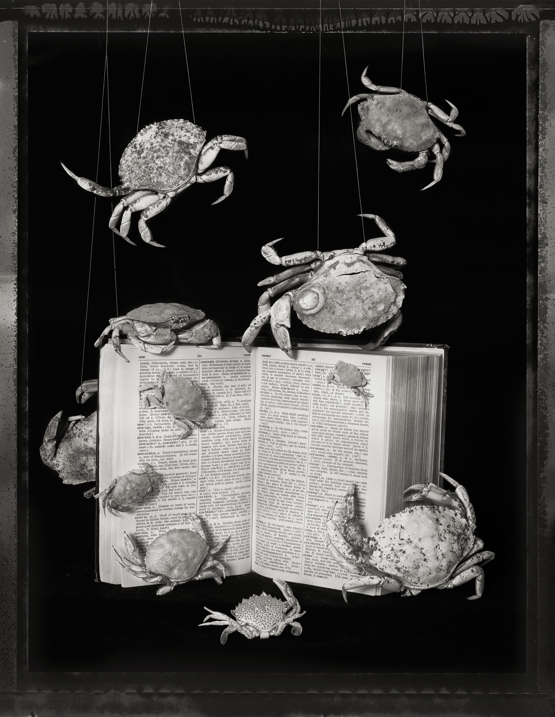  Crabs,&nbsp;Beyond Words 