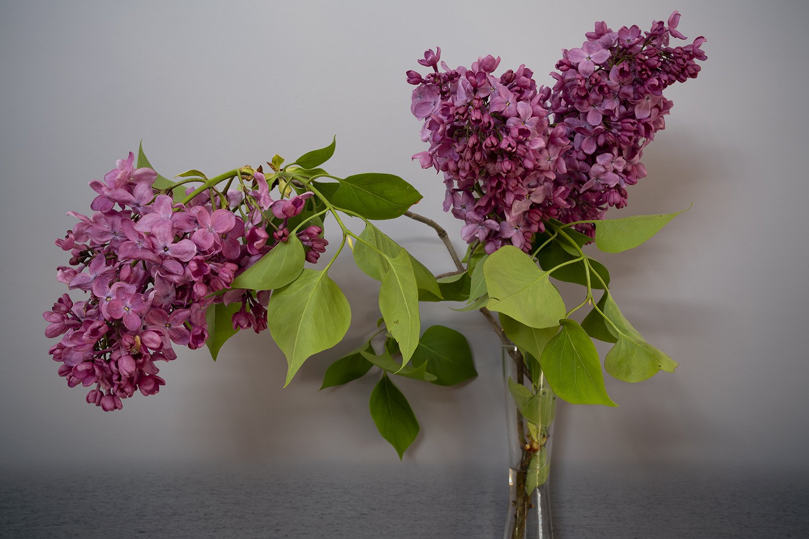 Common Lilac, 2022             