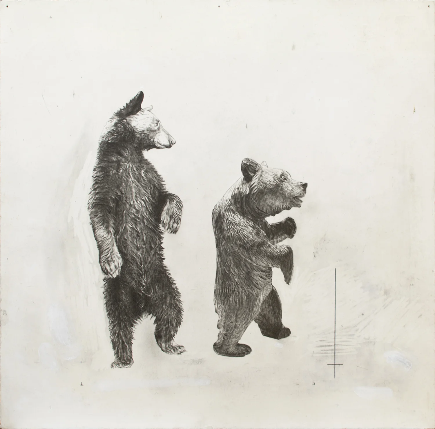 Bear- Bear 2