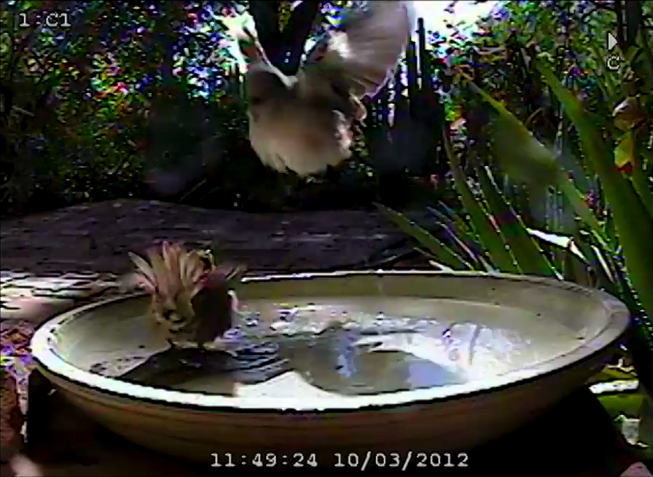 Urban Water, video still