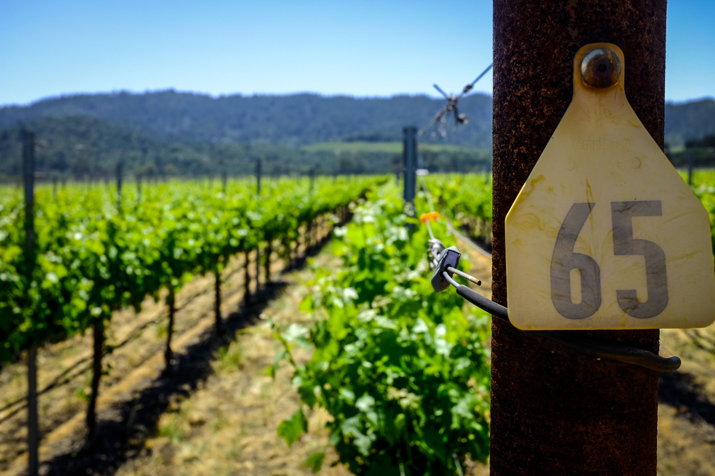 Napa Valley