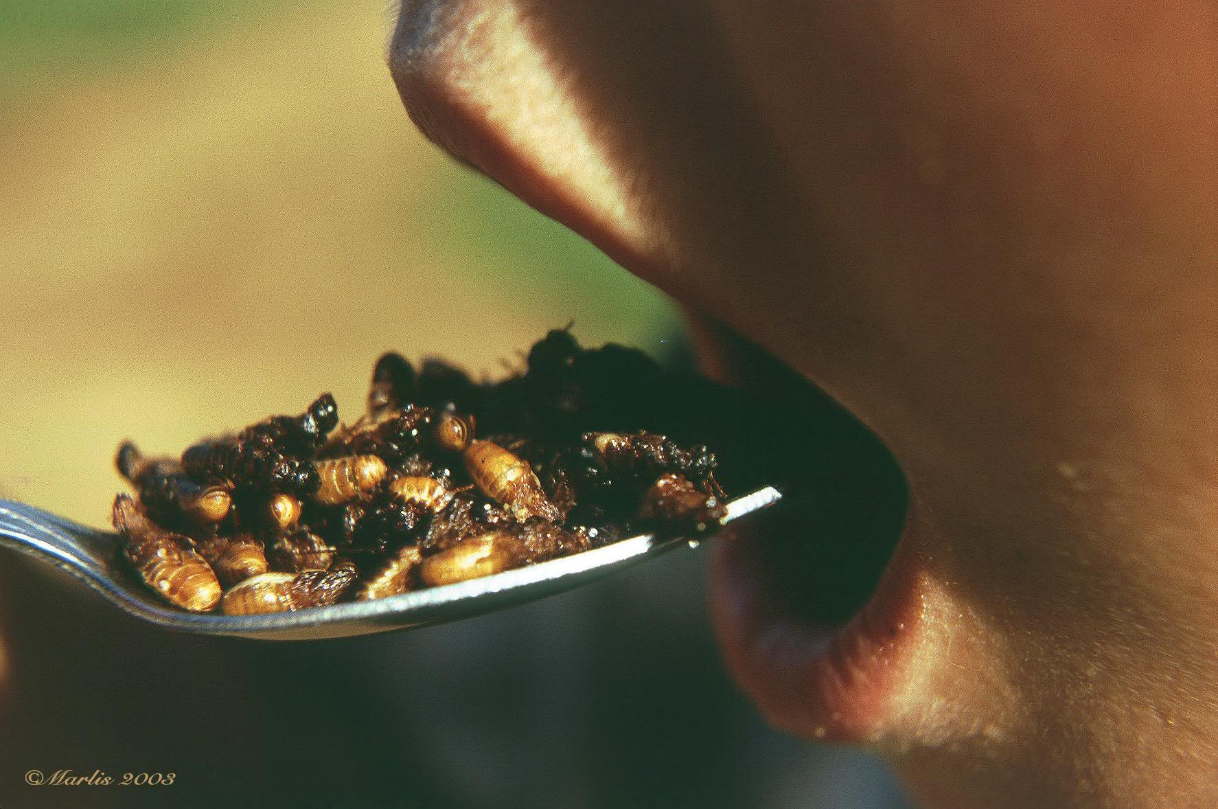 Roasted Termites Anyone?