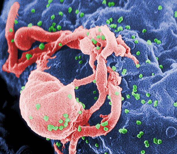 establishing-the-architecture-of-hiv-2.jpg