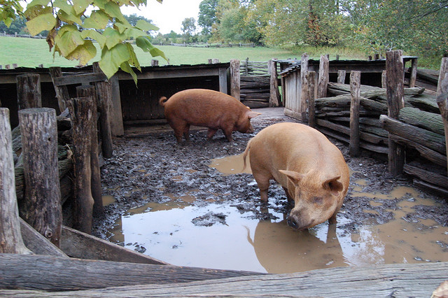 Fremskynde Opstå Ruin Man Eaten by Pigs in Midst of Pork Shortage — The Nahmias Cipher Report