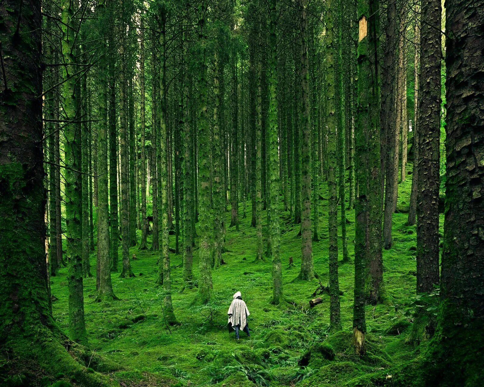 Scientists warn “Plant a Million Trees” Campaigns can be Detrimental