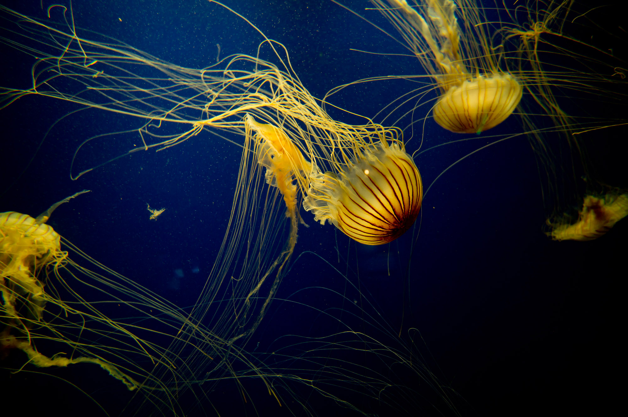 Beautiful Stingers