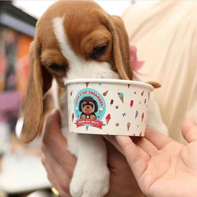Do I believe in love at first sight? Absolutely, I fall in love with every dog I see 🥰
📷 @gingerandrosecafe of @iamtroublethebeagle
.
.
.
#peanutbutterdogicecream #brisbanedessert #brisbaneeats #hugosicecreamery #dogicecream #doggieicecream #doggyicecream #doggiegelato #doggygelato #doggelato #icecreamfordogs #gelatofordogs #brisbanedogs #brisbanedogsquad #dogsofbrisbane #goldcoastdogs #gcdogs #beaglesofinstagram #beaglepuppy