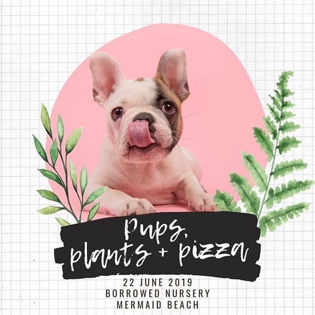 Join some of the Gold Coast's favourite doggie businesses at the Pups, Plants + Pizza pop-up on Saturday 22 June at the beautiful @theborrowednursery
🌱🐶🍕
Bring your pup, grab a delicious pizza, check out the pawsome plants and local businesses:
@hugosicecreameryco
@thedizzydogcollarco 
@frankie_and_emmett
@lovedogz_goldcoast
@plutoandallytreatery
@wilkopetcare
+ more to come!
#pupsplantsandpizza
.
.
.
#hugosicecreamery #goldcoastevent #goldcoastdogs #gcdogs #dogsofthegc #dogevent #dogfriendlygoldcoast #popupgoldcoast #goldcoastpopup