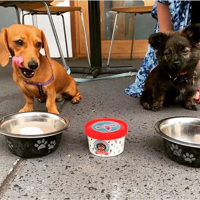 My little dog, a heart beat at my feet 🐾
.
Who loves cafe hangs with their hooman? There’s nothing better than watching the world go by at brunch 🐶❤️
📷 @tmc_69
.
.
.
#peanutbutterdogicecream #hugosicecreamery #dogsofbrisbane #brisbanedogs #brisbanedog #brisbanedogsquad #brisbaneeats #brisbanedessert #goldcoastdogs #gcdogs #sausagedog #dachshundsofinstagram #doggieicecream #doggyicecream #dogicecream #doggiegelato #doggygelato #doggelato #icecreamfordogs #dogfriendlycafe #goldcoasteats