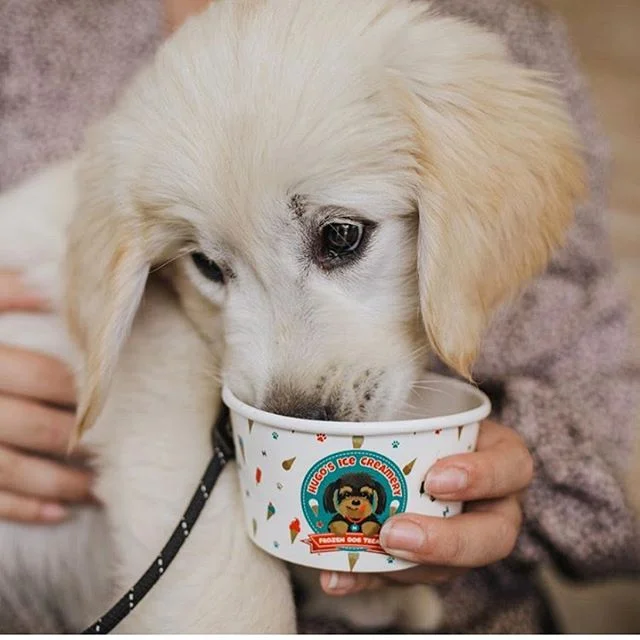 We hope everyone had a pawtastic Monday! Here’s an adorable puppy to ready you for the rest of the week!
📷 @the.golden.zeus
.
.
.
#hugosicecreamery #peanutbutterdogicecream #brisbaneeats #goldcoastdogs #gcdogs #brisbanedogs #melbournedogs #doggieicecream #dogicecream #doggyicecream #icecreamfordogd #doggiegelato #doggelato #doggygelato