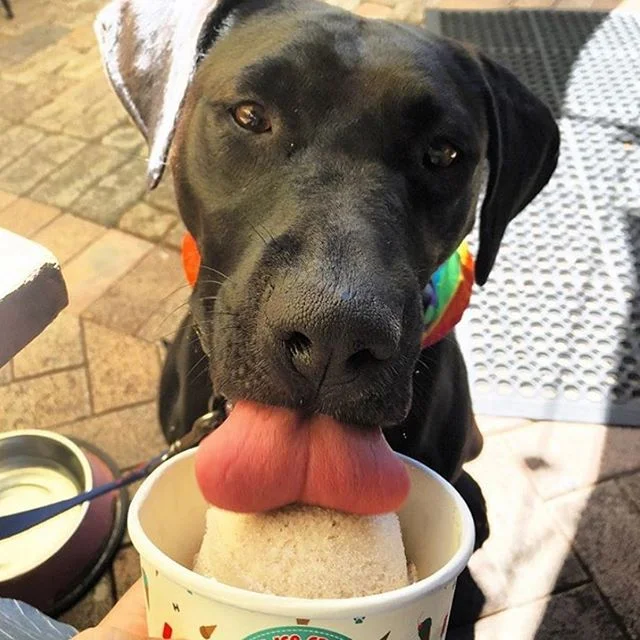 Is #tongueoutthursday a thing? Well it is now!
📷 @edietheidiot
.
.
.
#peanutbutterdogicecream #hugosicecreamery #doggieicecream #doggyicecream #dogicecream #doggiegelato #doggelato #doggygelato #icecreamfordogs #dogsofbtisbane #dogsofmelbourne #gcdogs