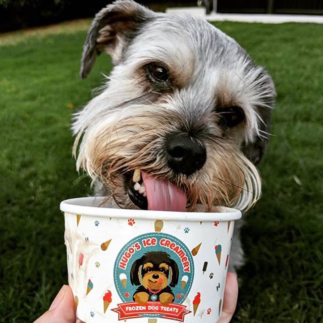 Birthdays are made special with doggie ice cream! 🥳
.
This cutie turned 9 last week! 👉🏼 swipe for the jealous fur-sibling 😂
📷 @fifiandjasper
.
.
.
#hugosicecreamery #doggiegelato #doggieicecream #doggygelato #doggyicecream #doggelato #dogicecream #icecreamfordogs #dogsofbrisbane #brisbanedogs #gcdogs