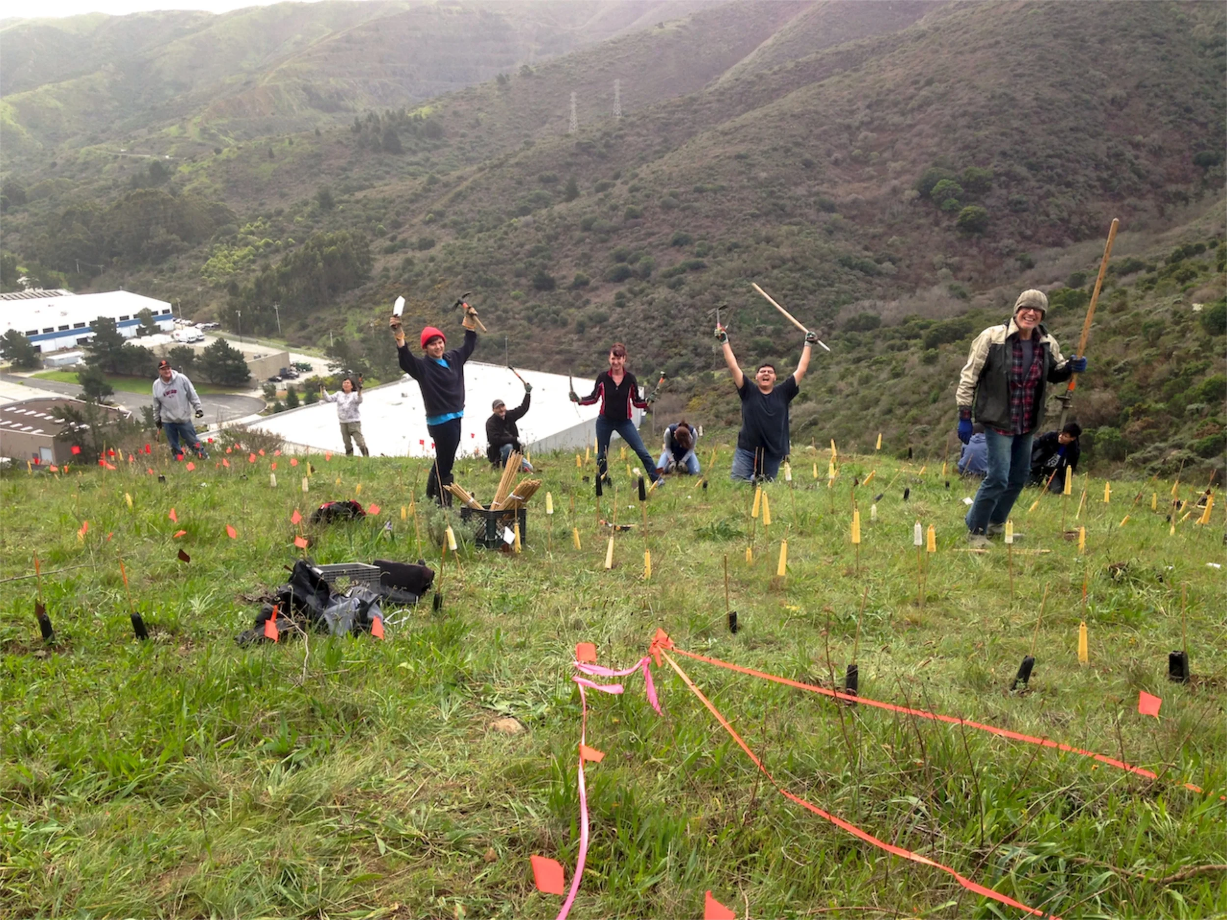 Volunteers restoring endangered butterfly habitat.